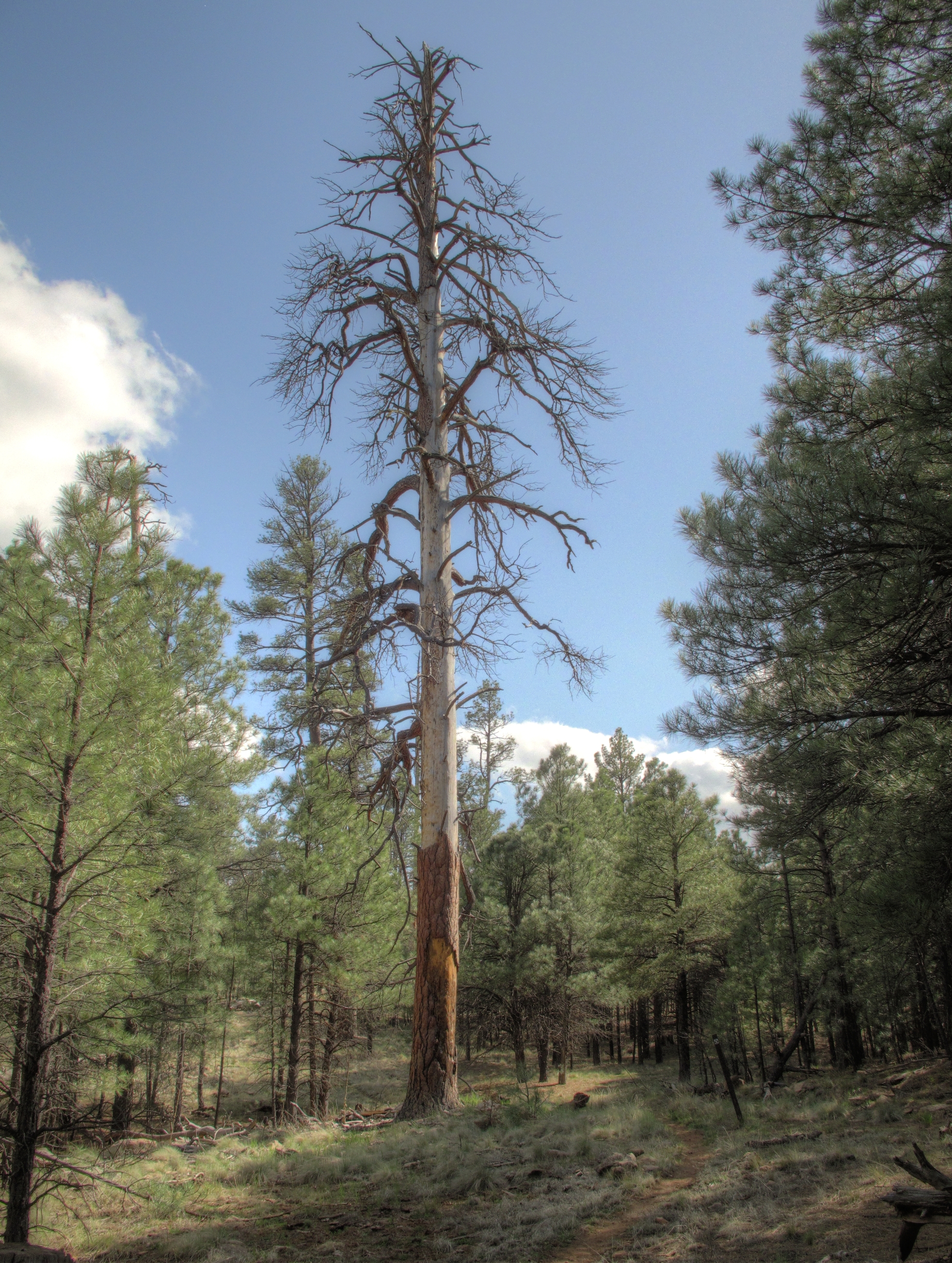 Coconino, AzTrail