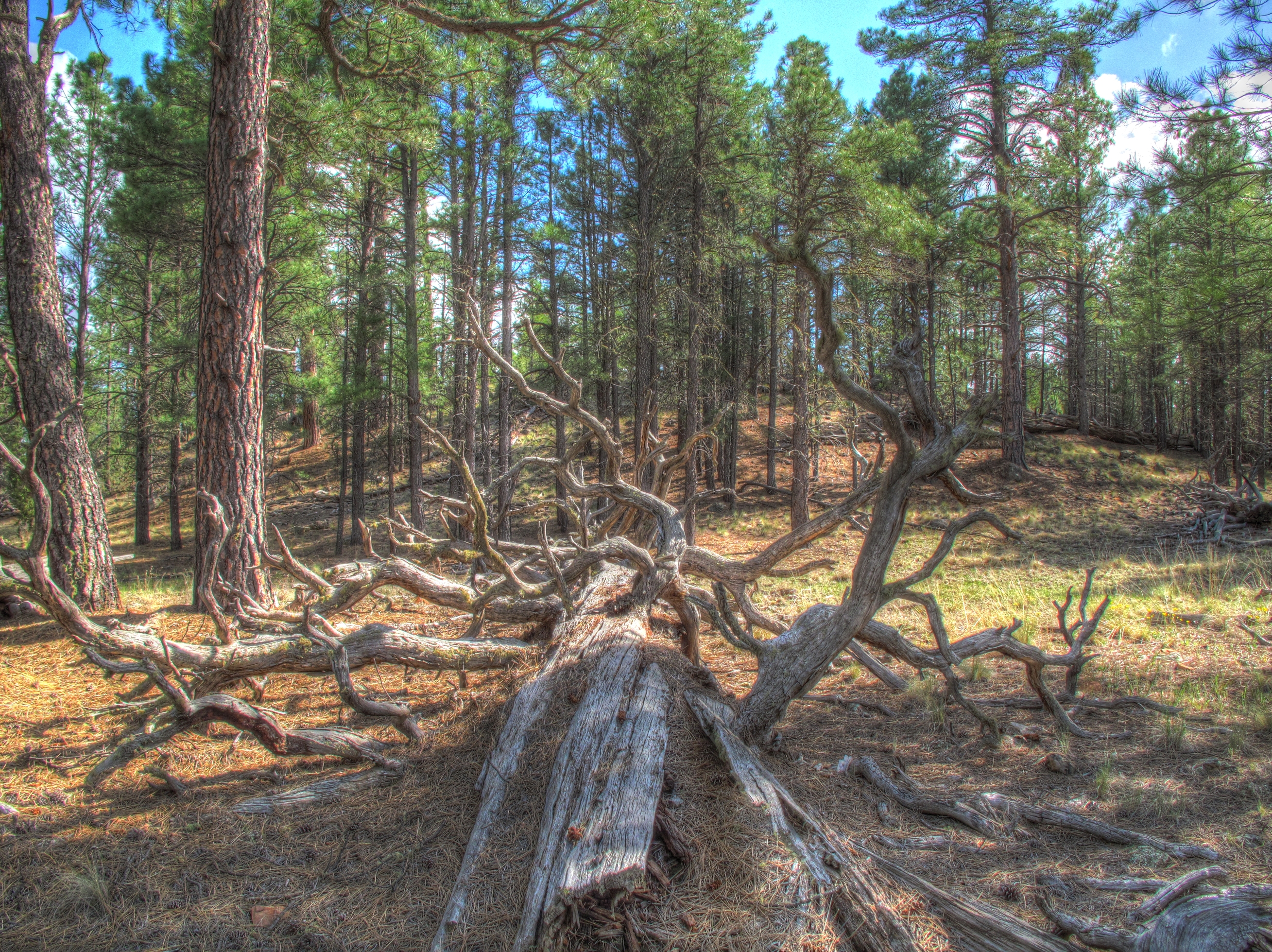 Coconino, AzTrail