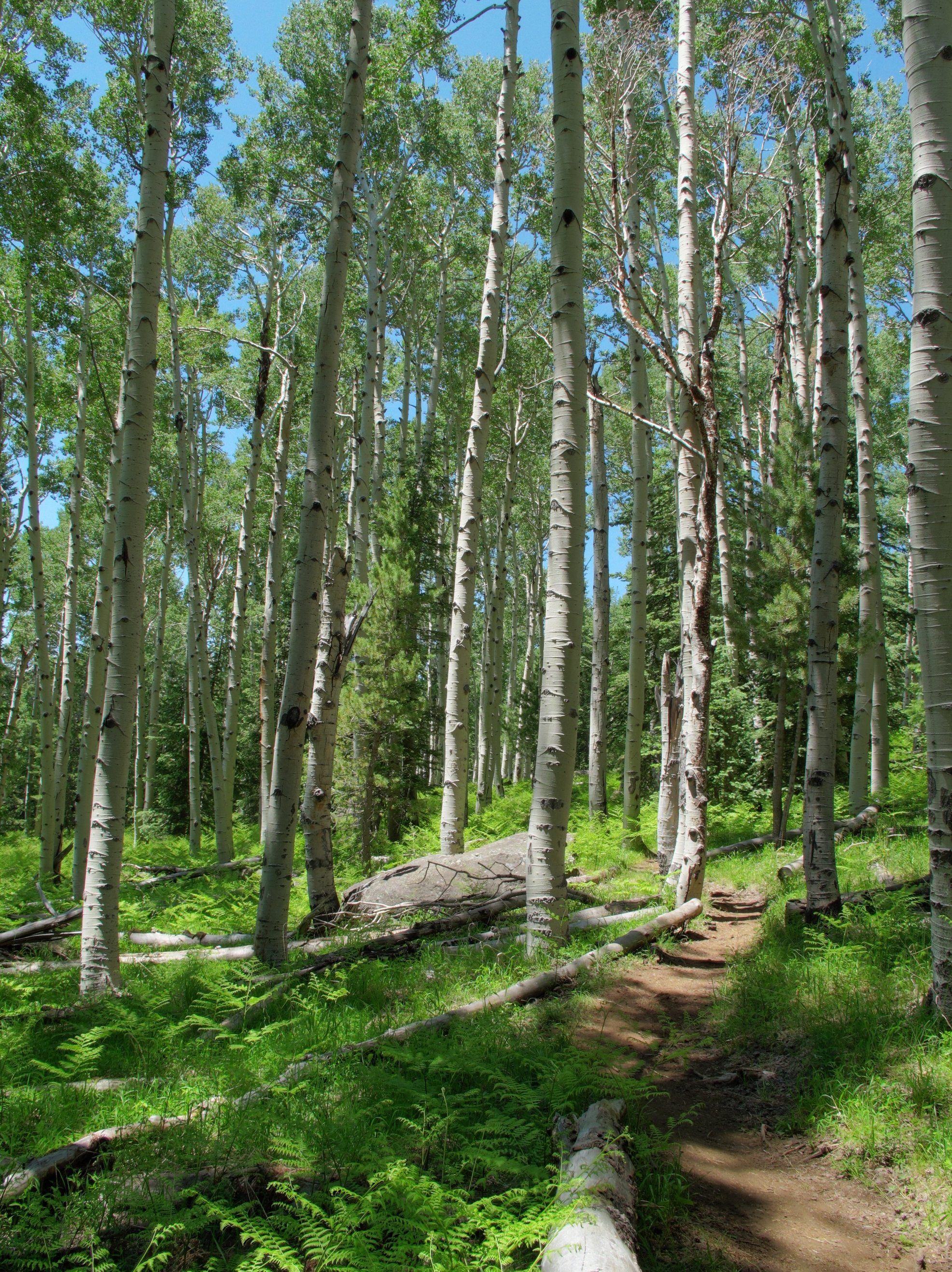 Flagstaff, Kachina