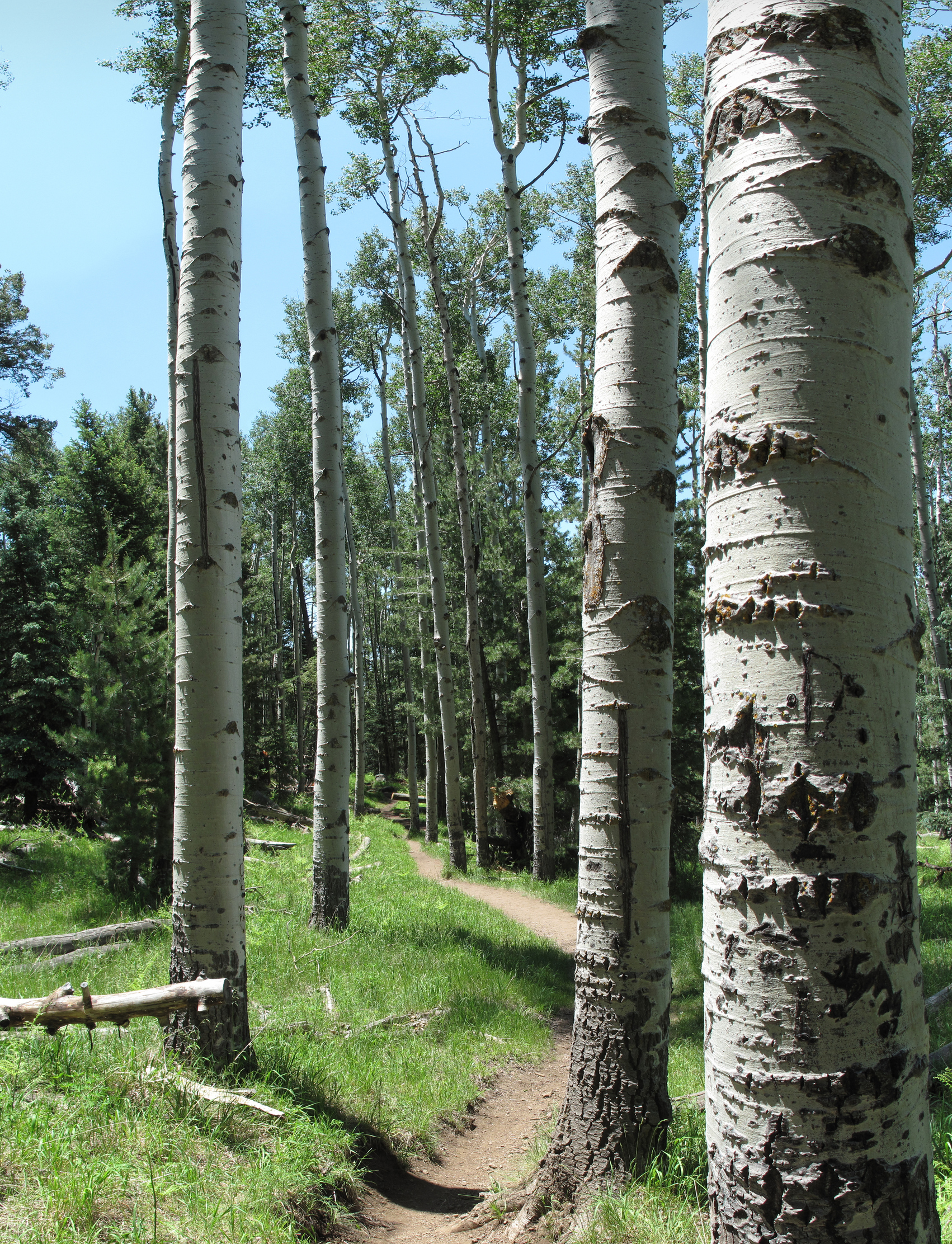 Flagstaff, Kachina