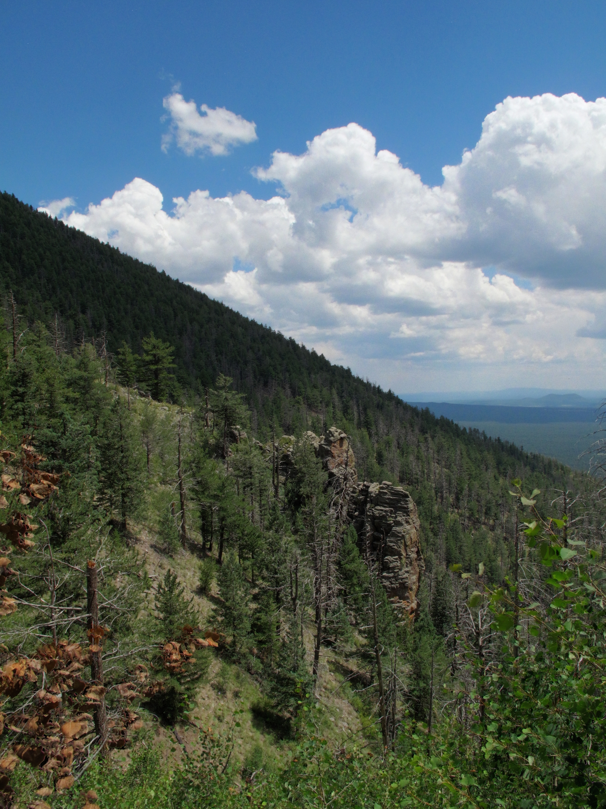 Coconino, Kendrick