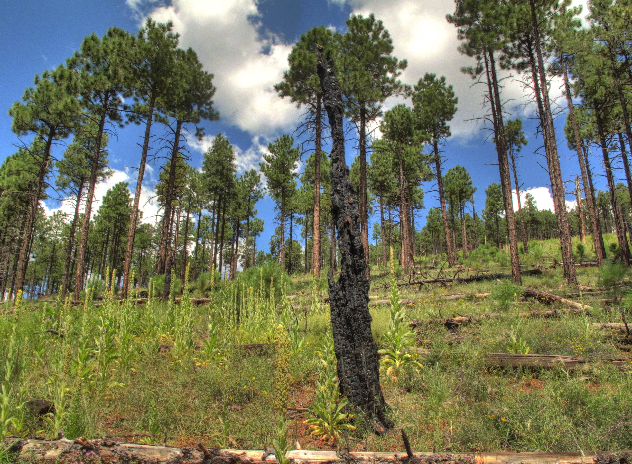 Coconino, Kendrick