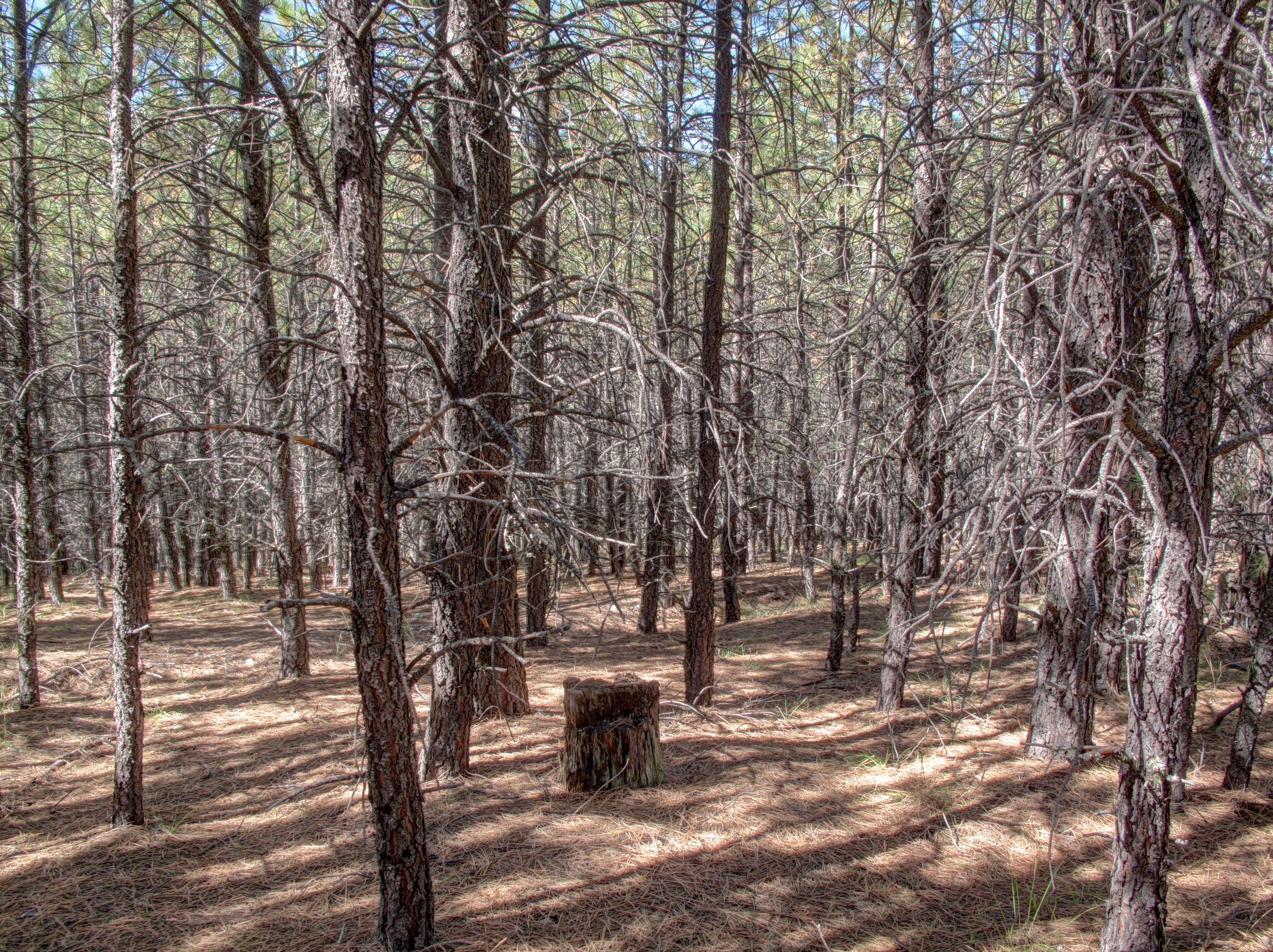 Az Trail over Battleground Ridge