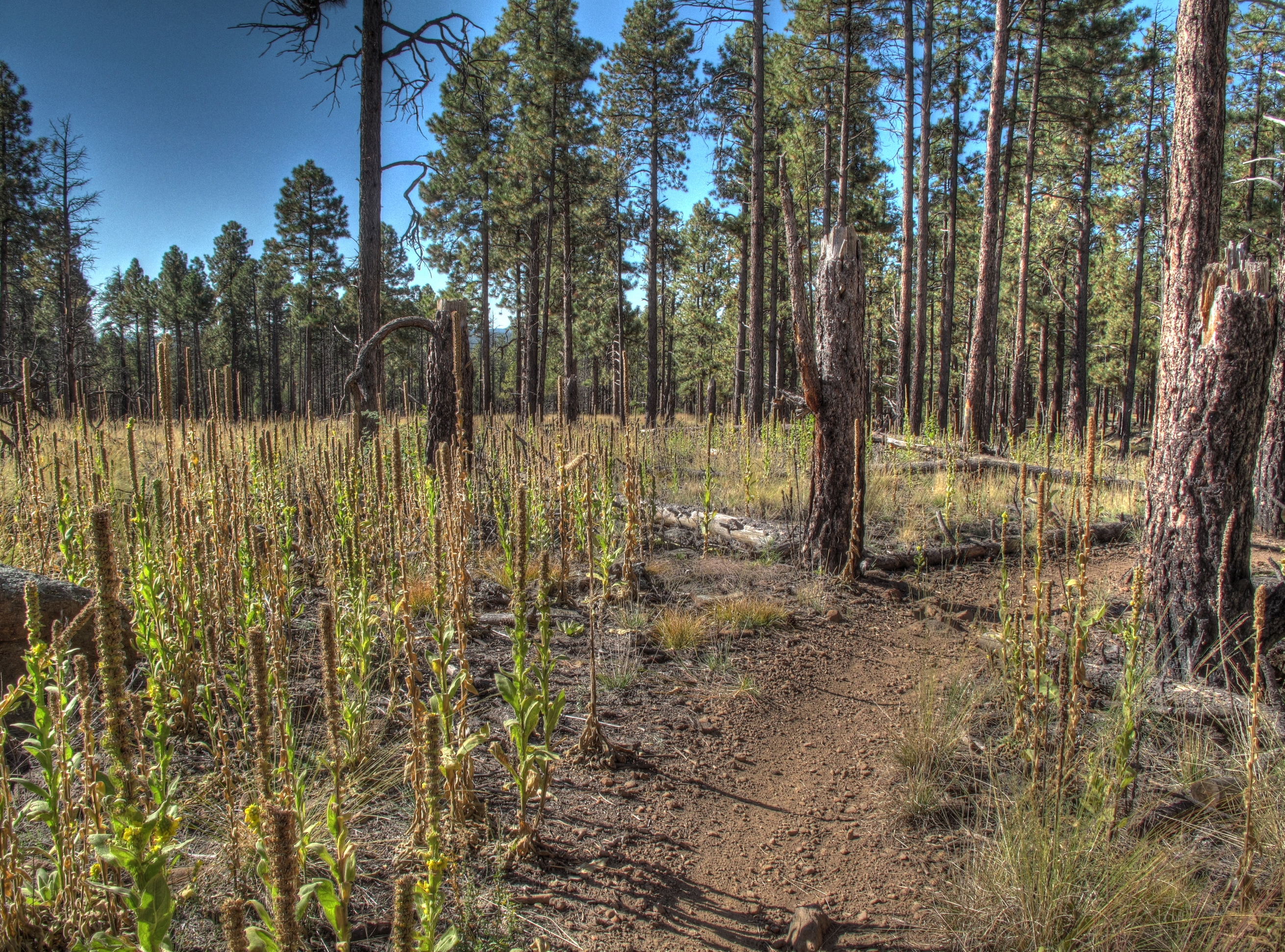 Flagstaff, AzTrail