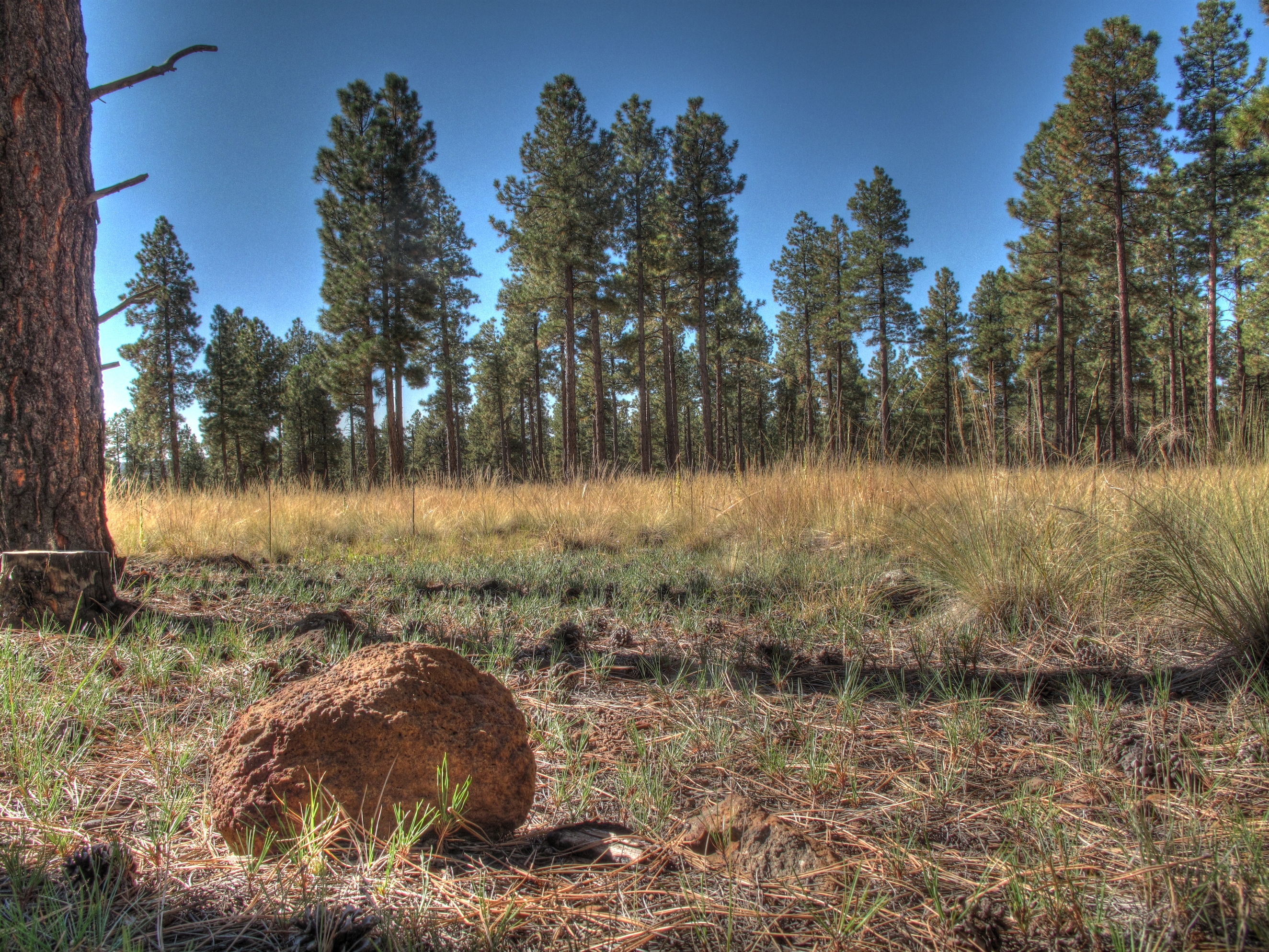 Flagstaff, AzTrail