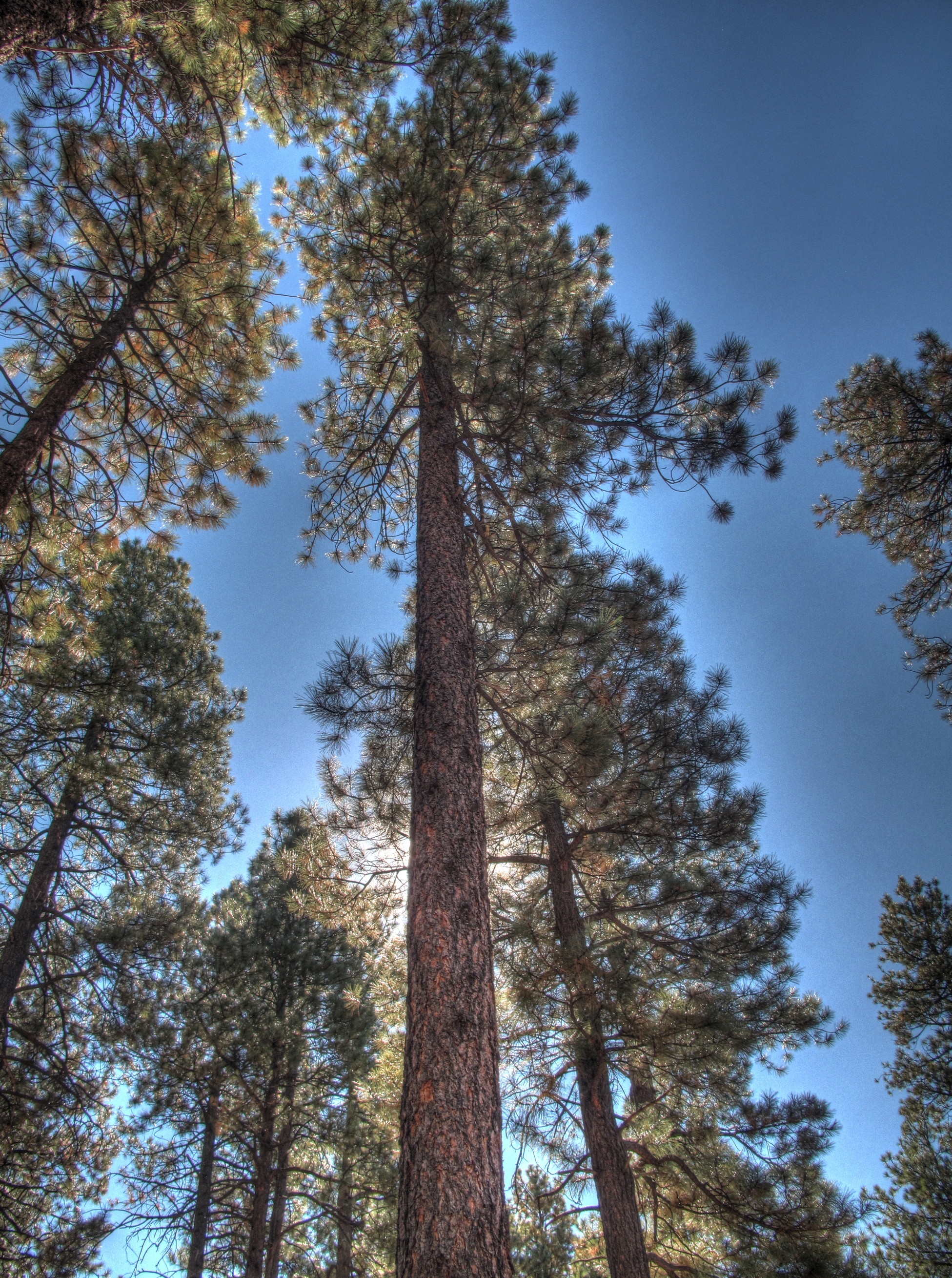 Flagstaff, AzTrail