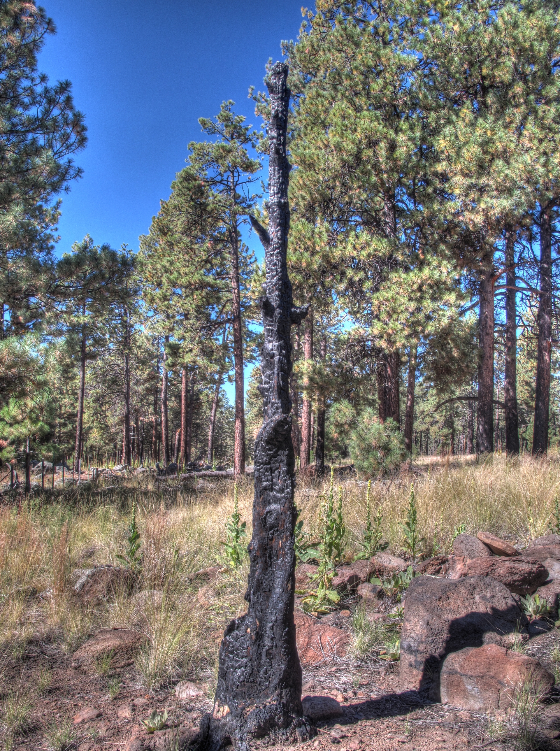 Flagstaff, AzTrail