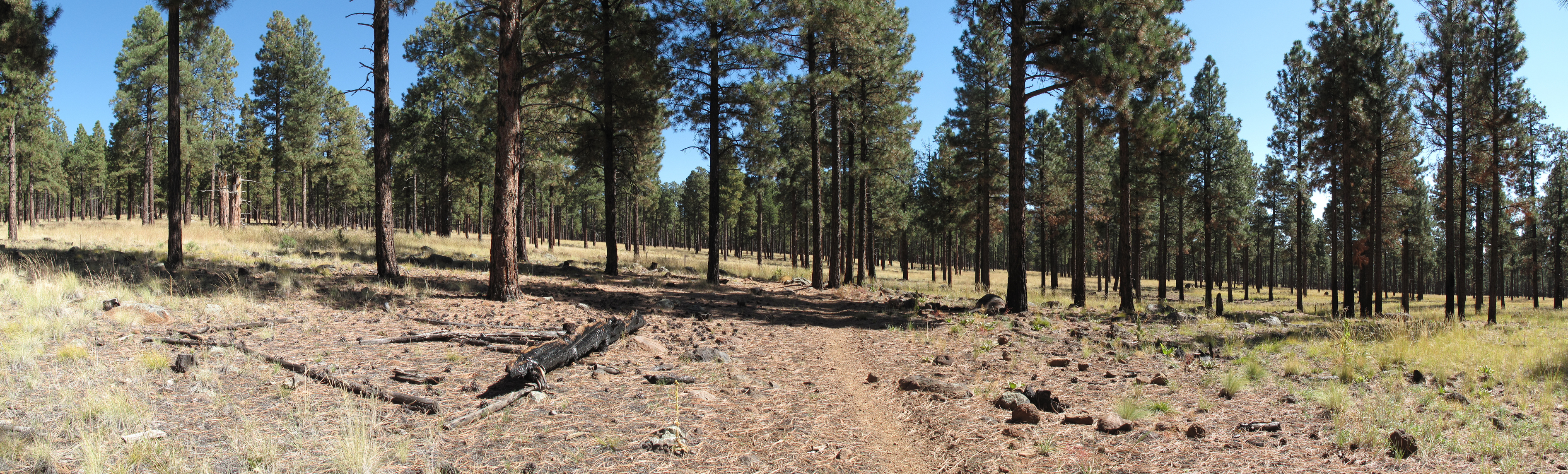 Flagstaff, AzTrail