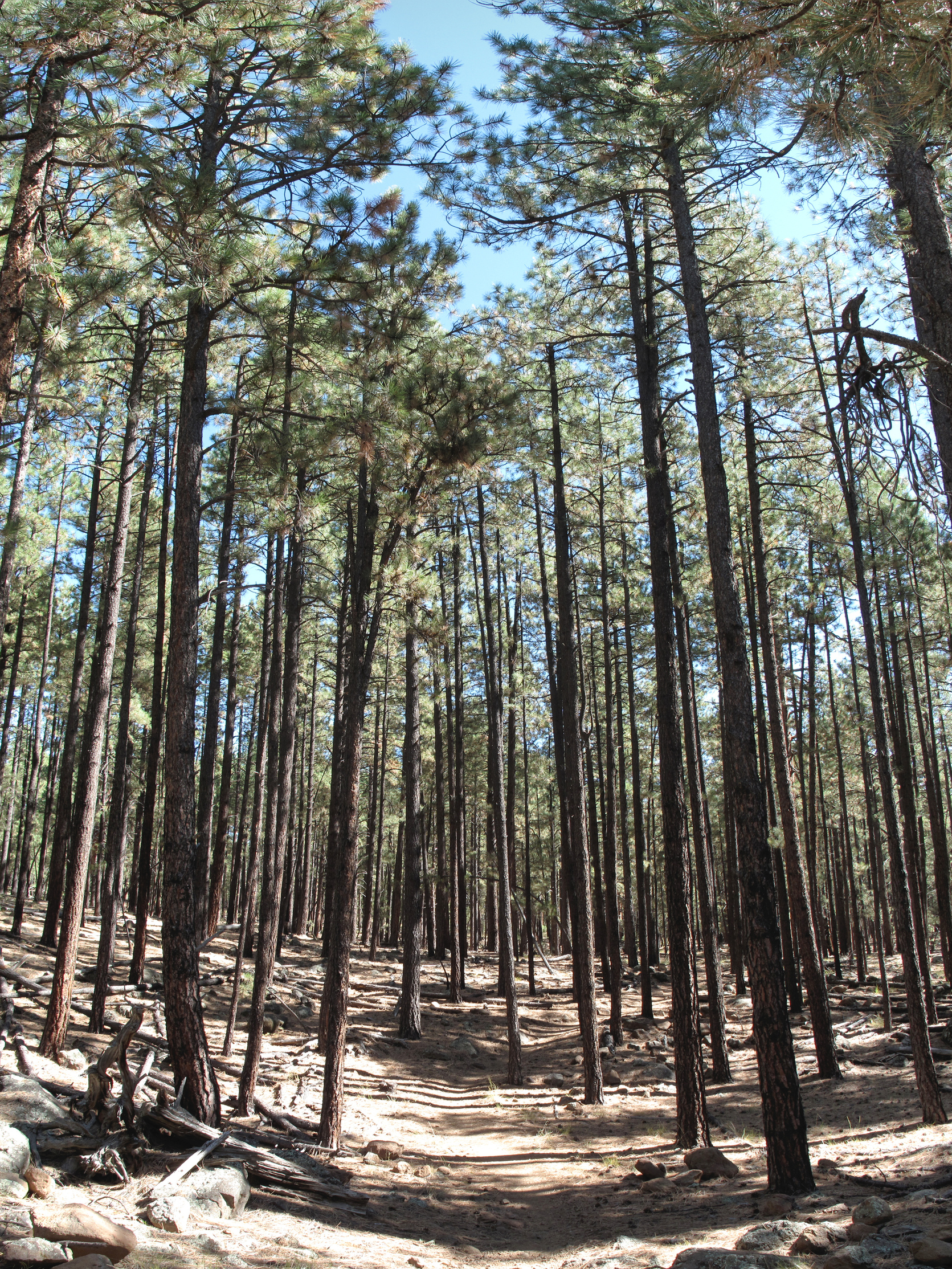 Flagstaff, AzTrail