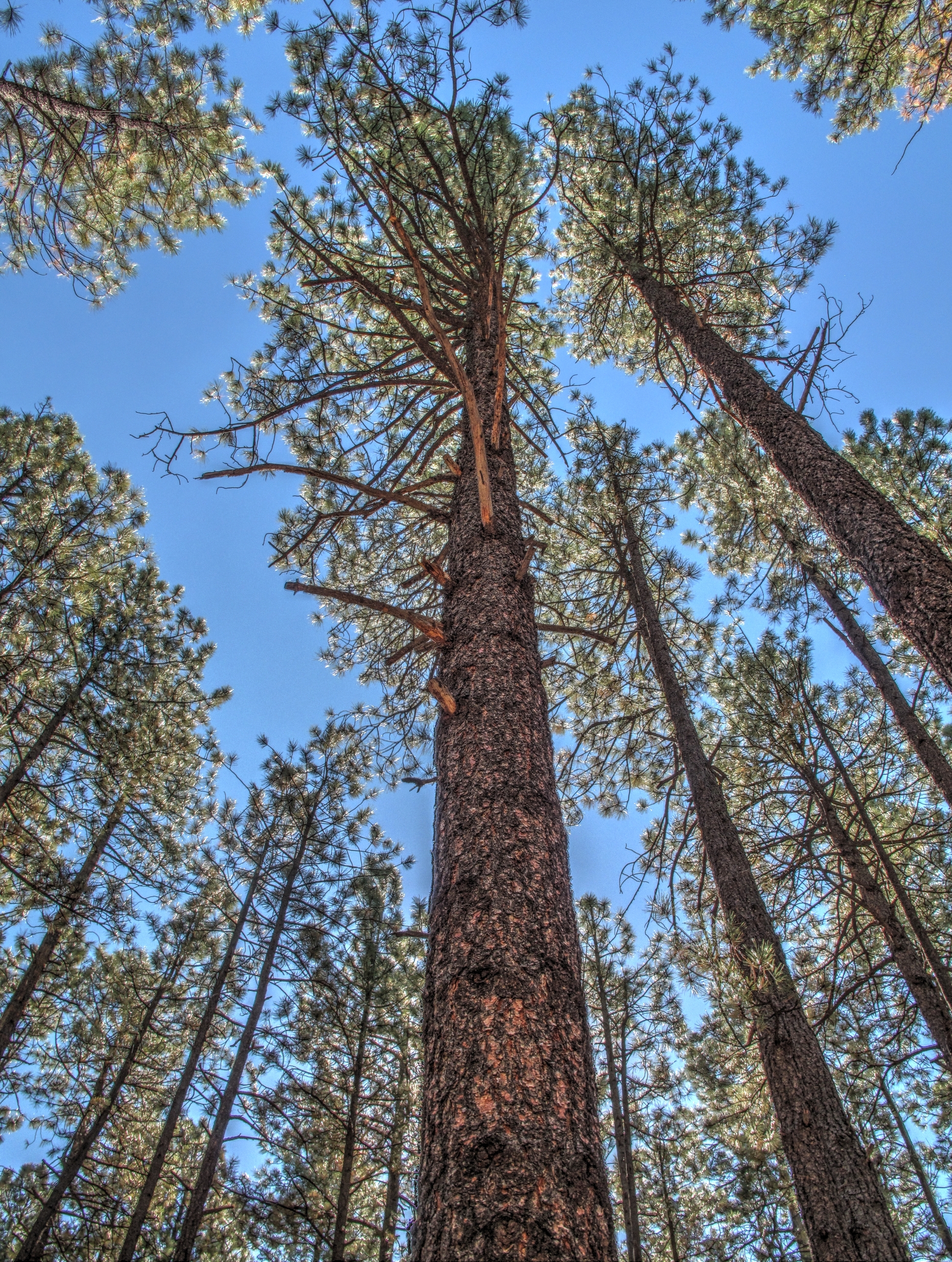 Flagstaff, AzTrail