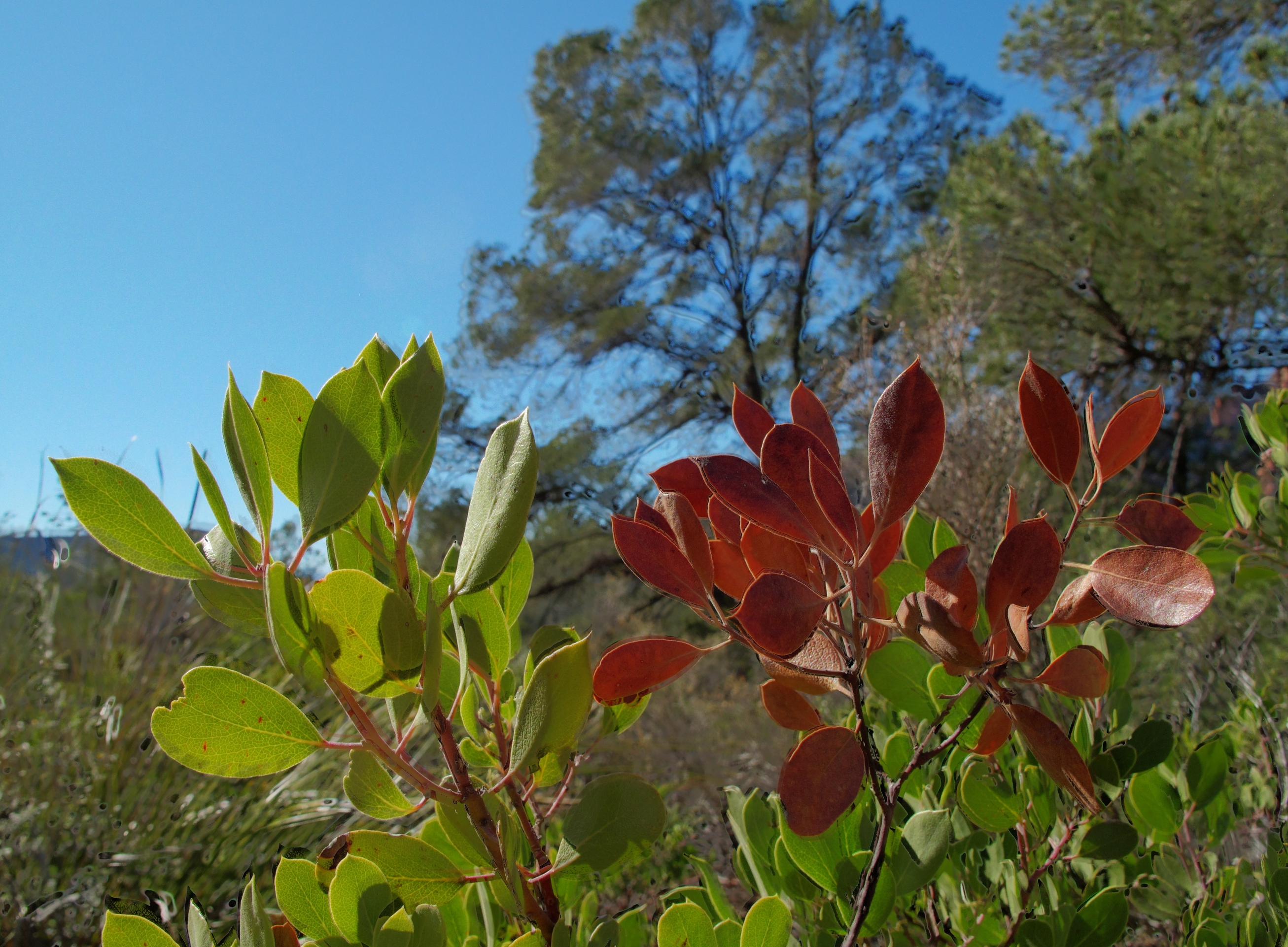 Sedona, Mescal