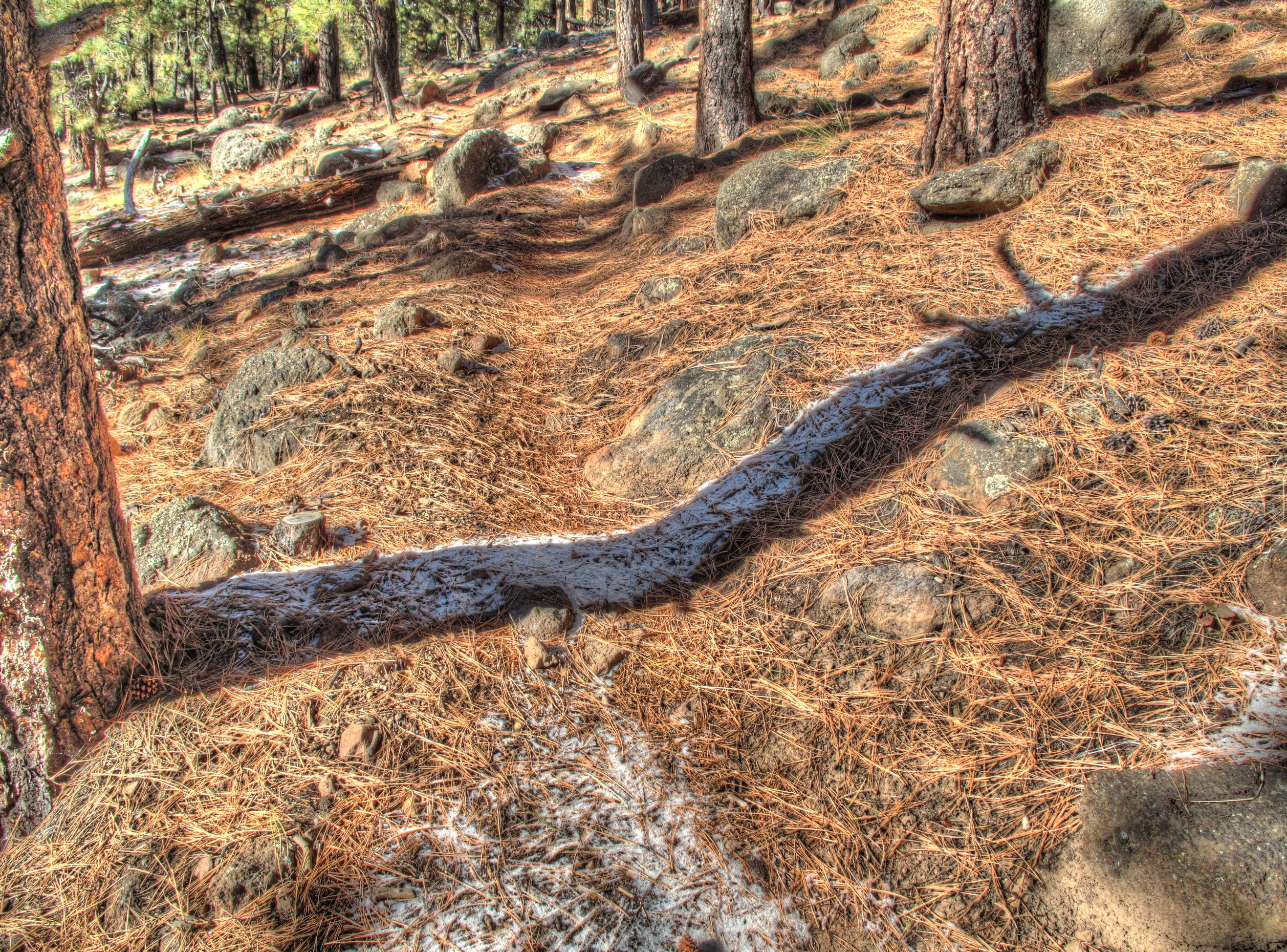 Arizona Trail north of Snowbowl Road