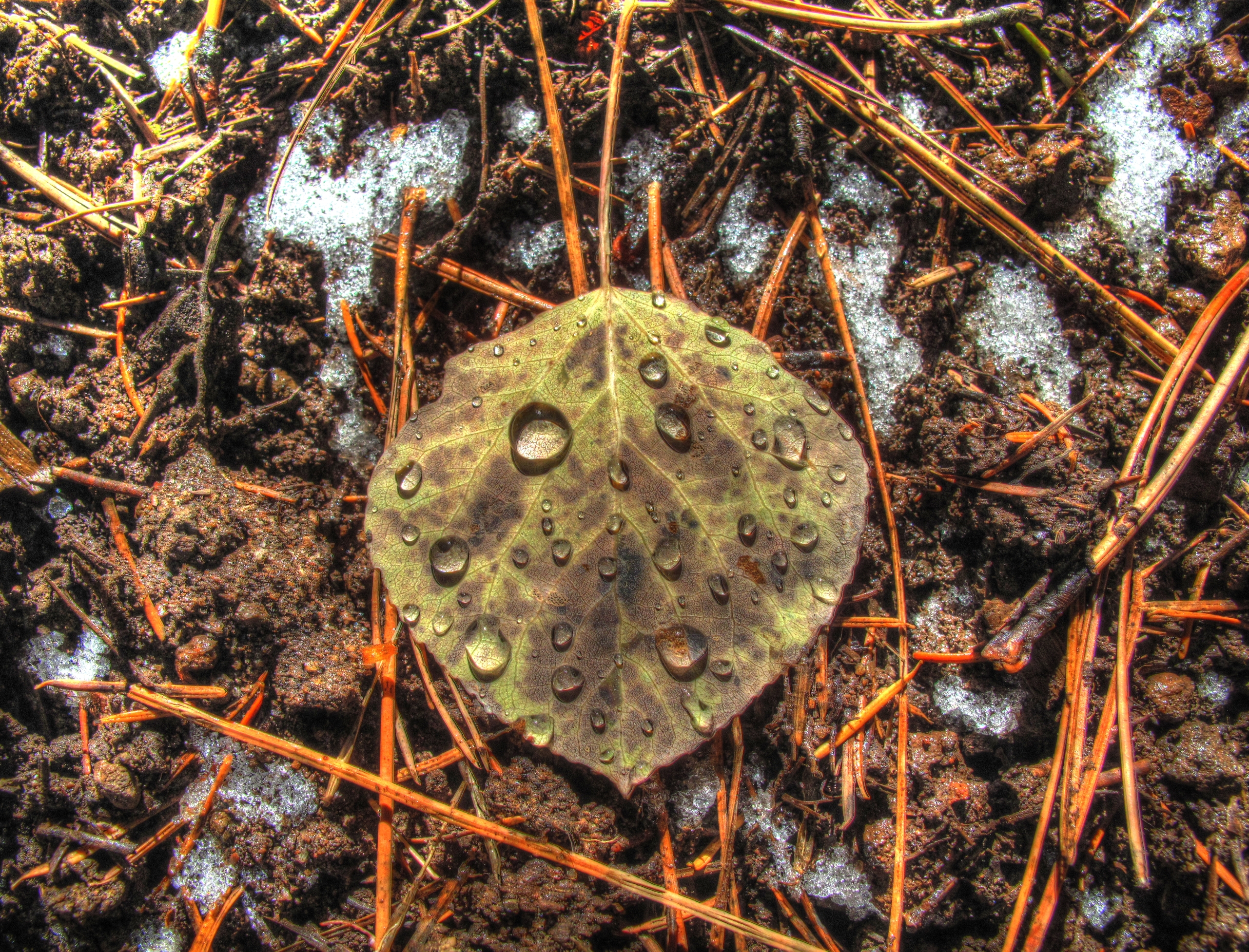 Flagstaff, AzTrail