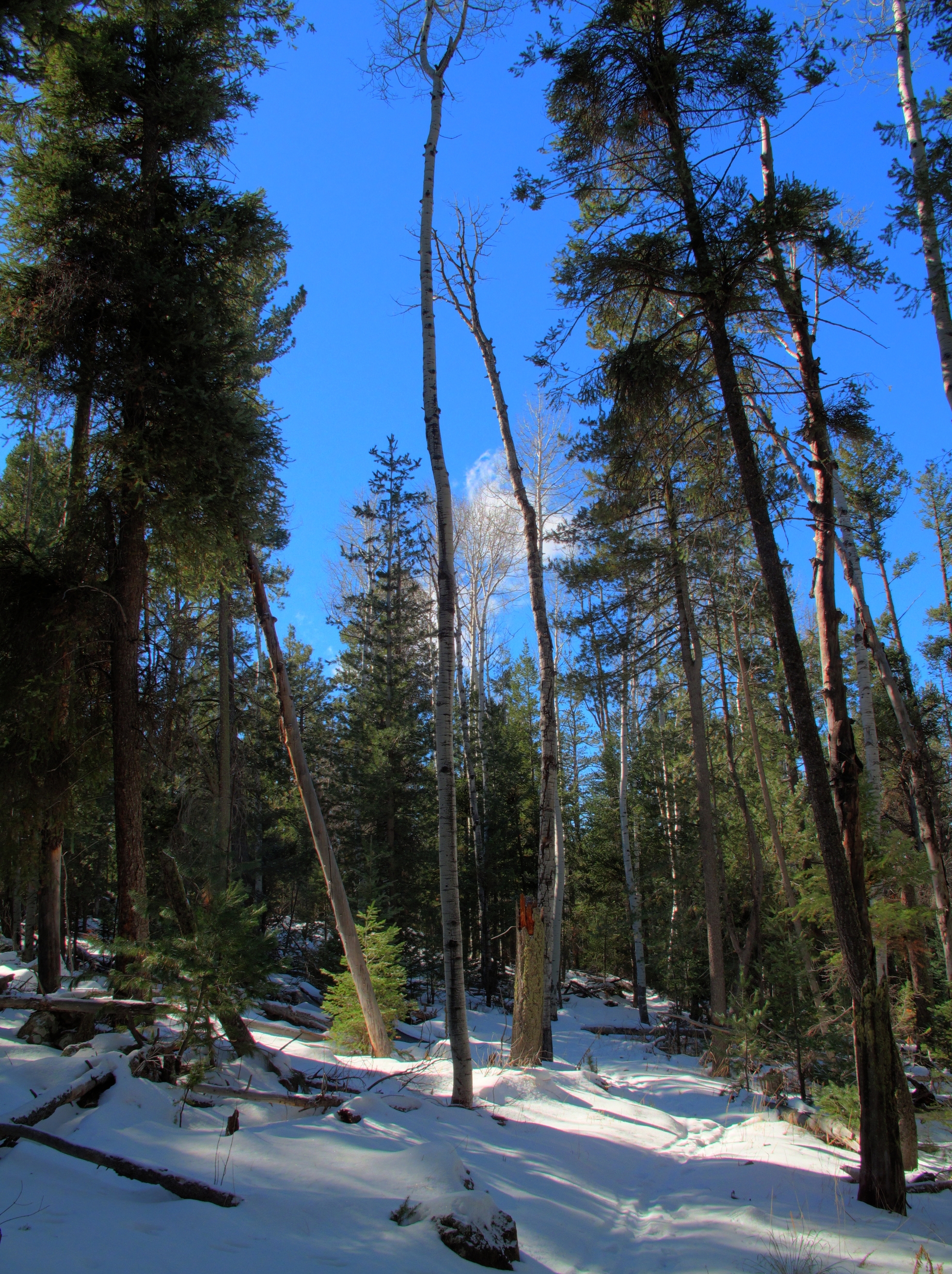 Flagstaff, AzTrail