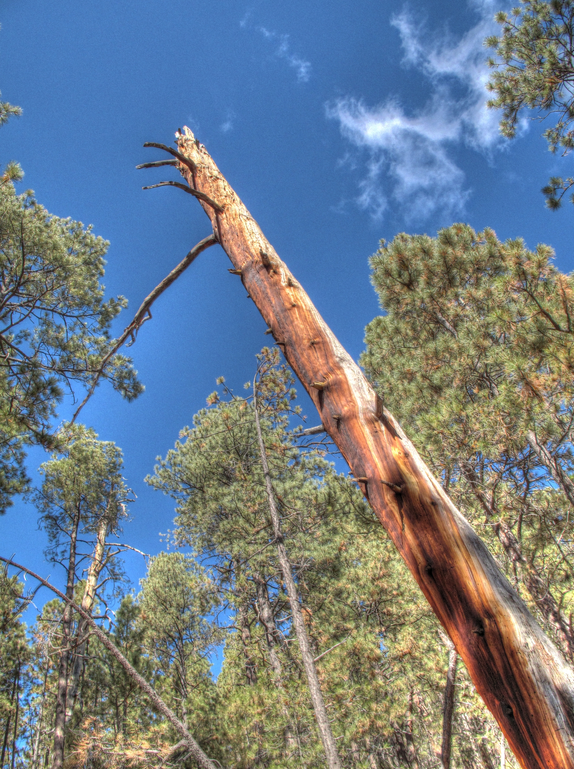 Flagstaff, AzTrail