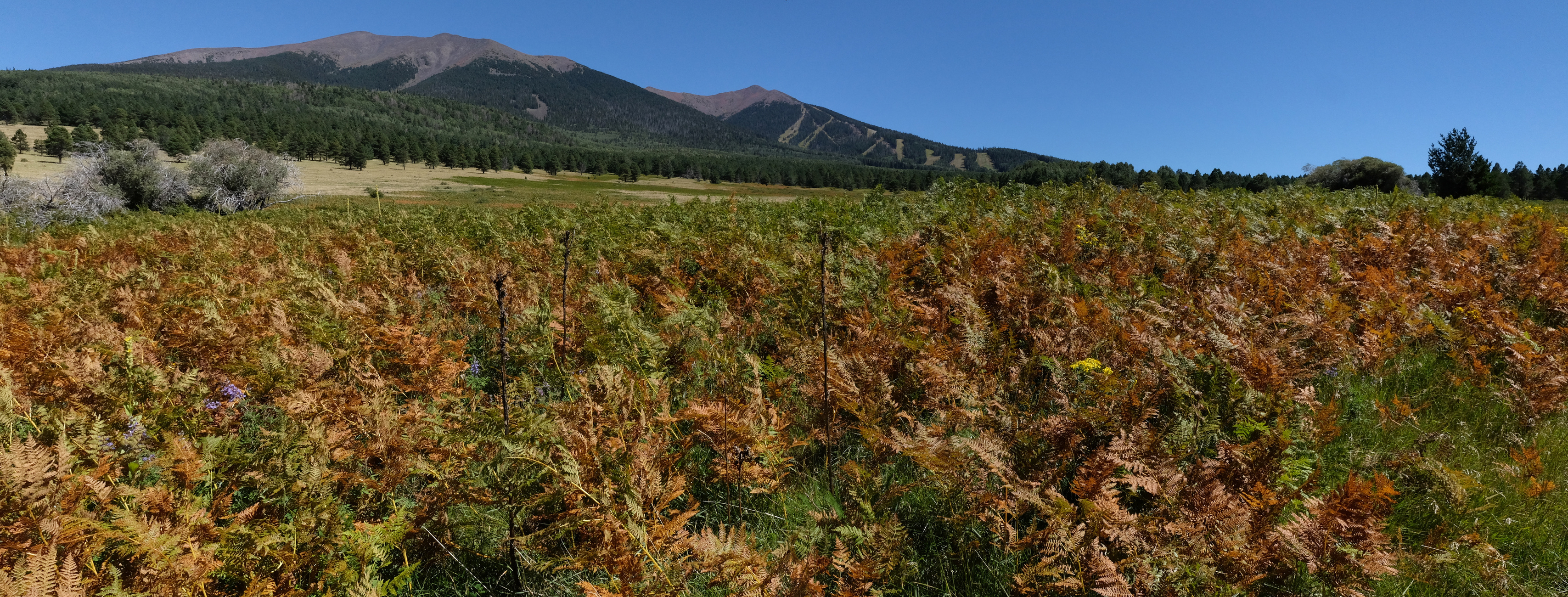 Flagstaff