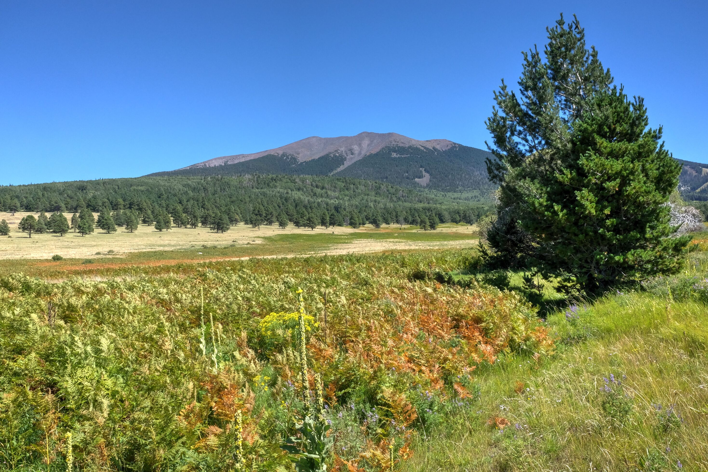 Flagstaff