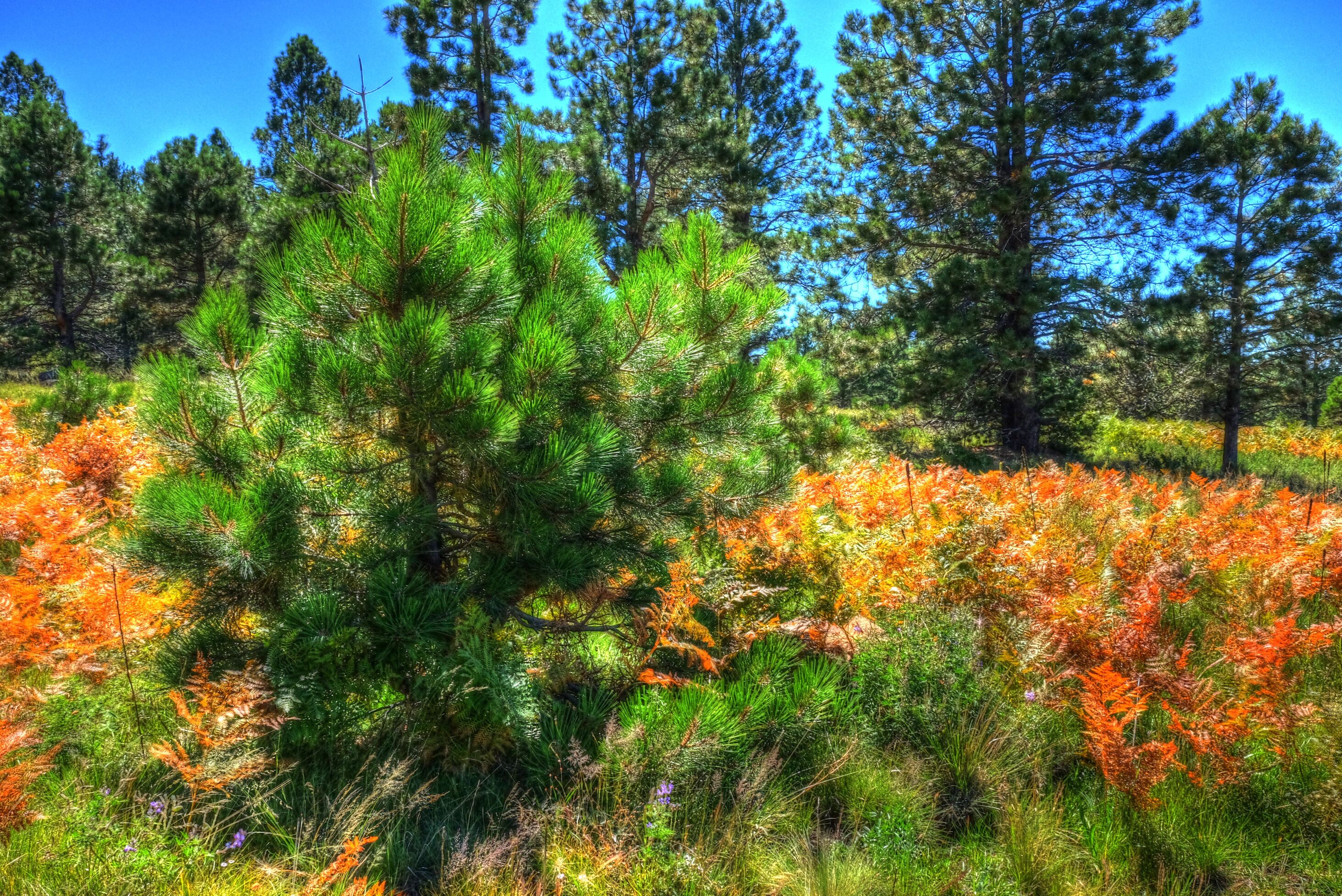 Flagstaff