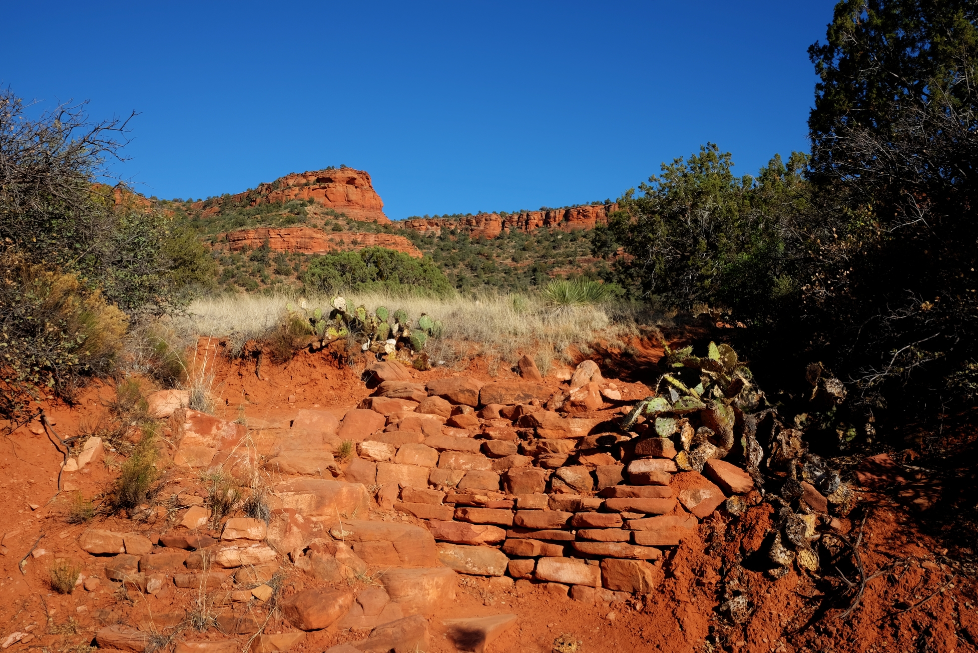 Sedona, Bear