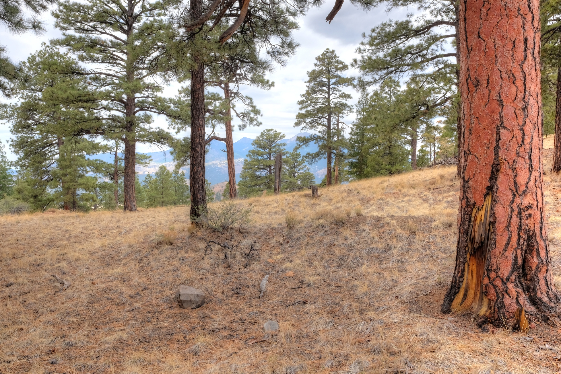 Flagstaff