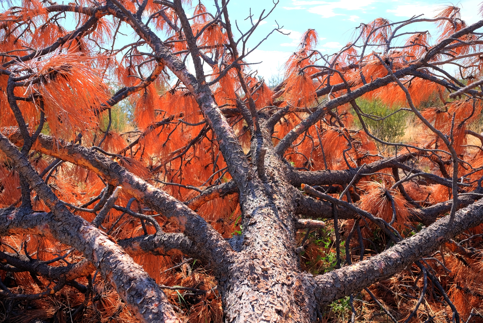 Verde Valley, Sedona