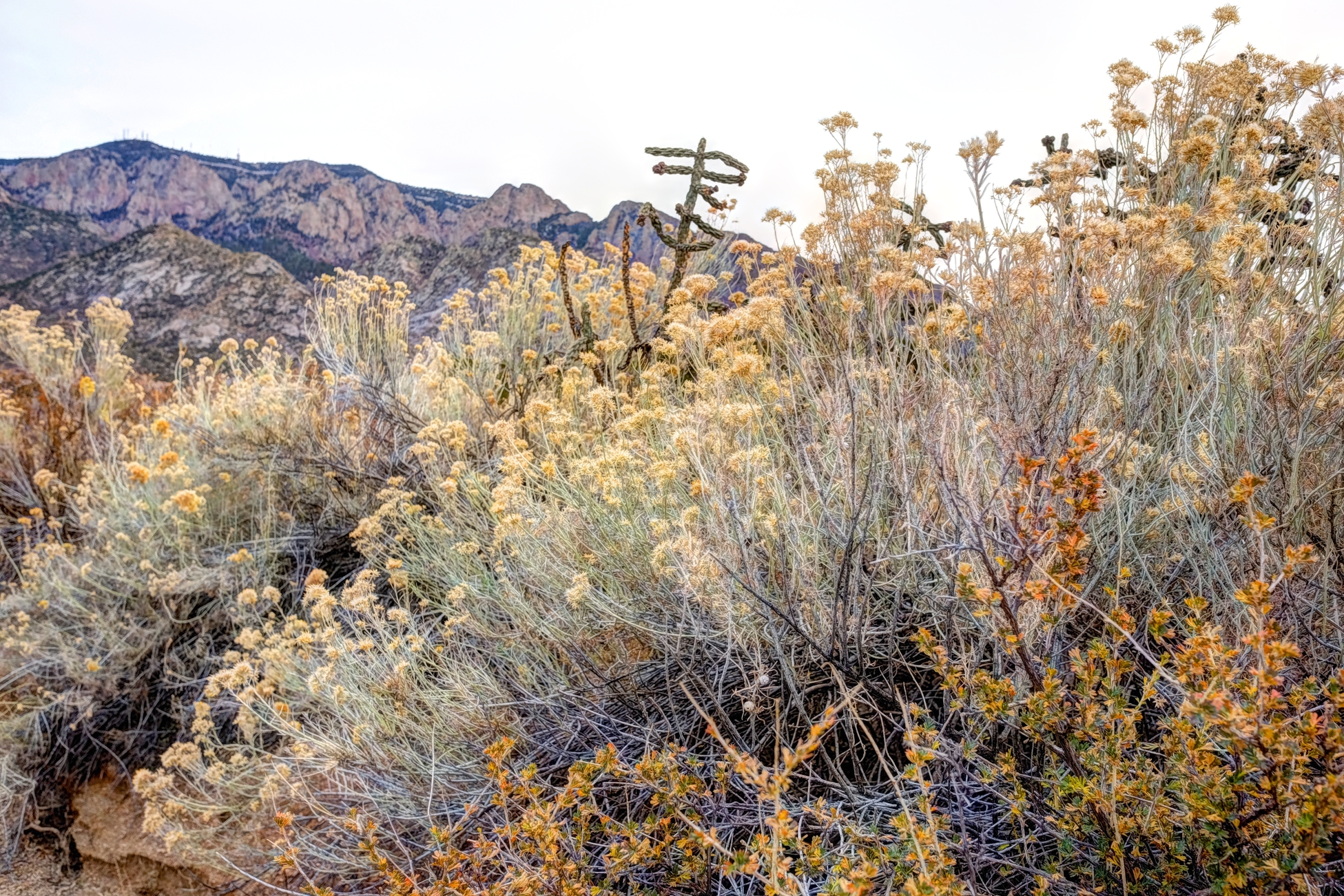 New Mexico