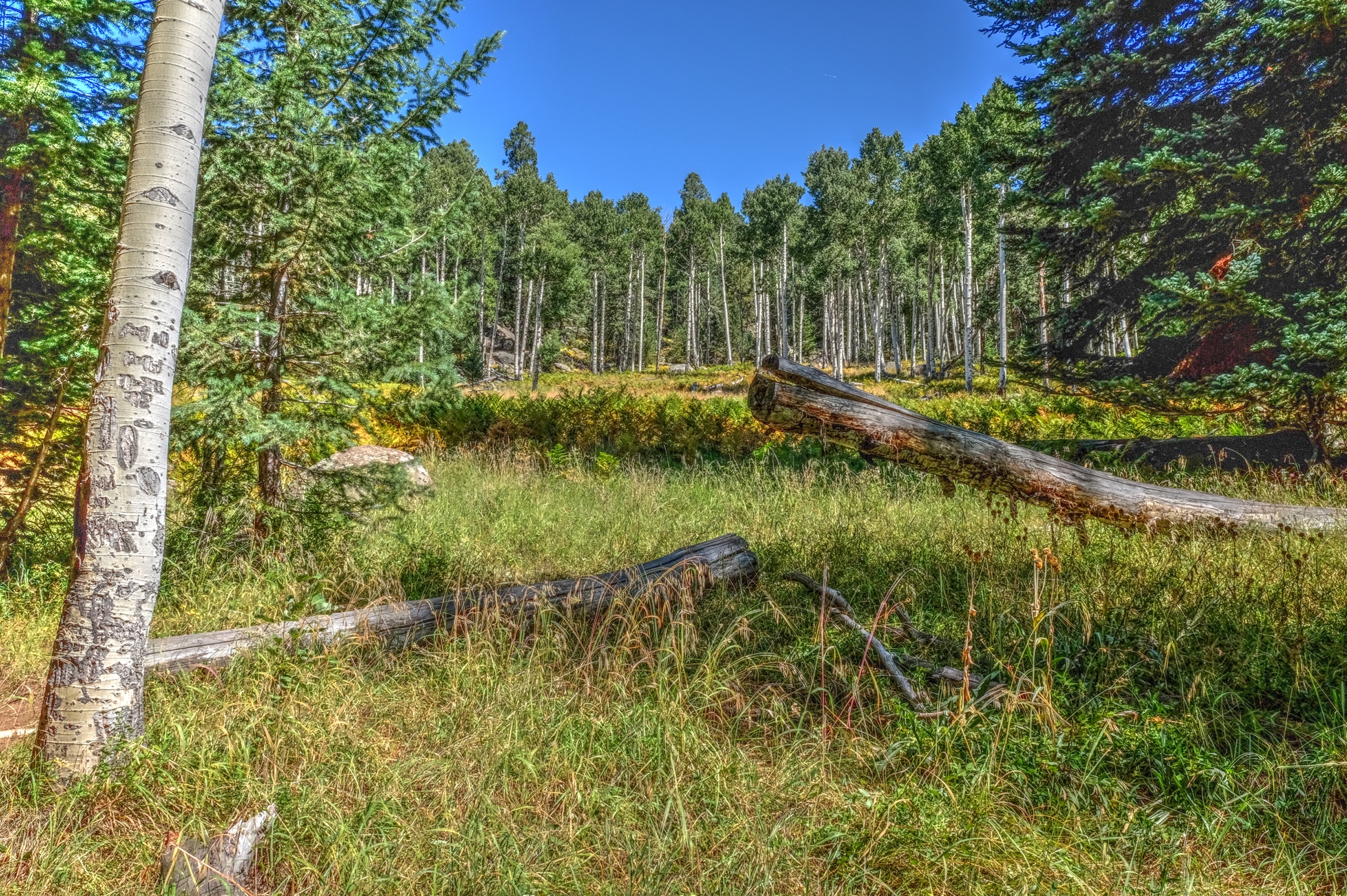 Kachina Trail