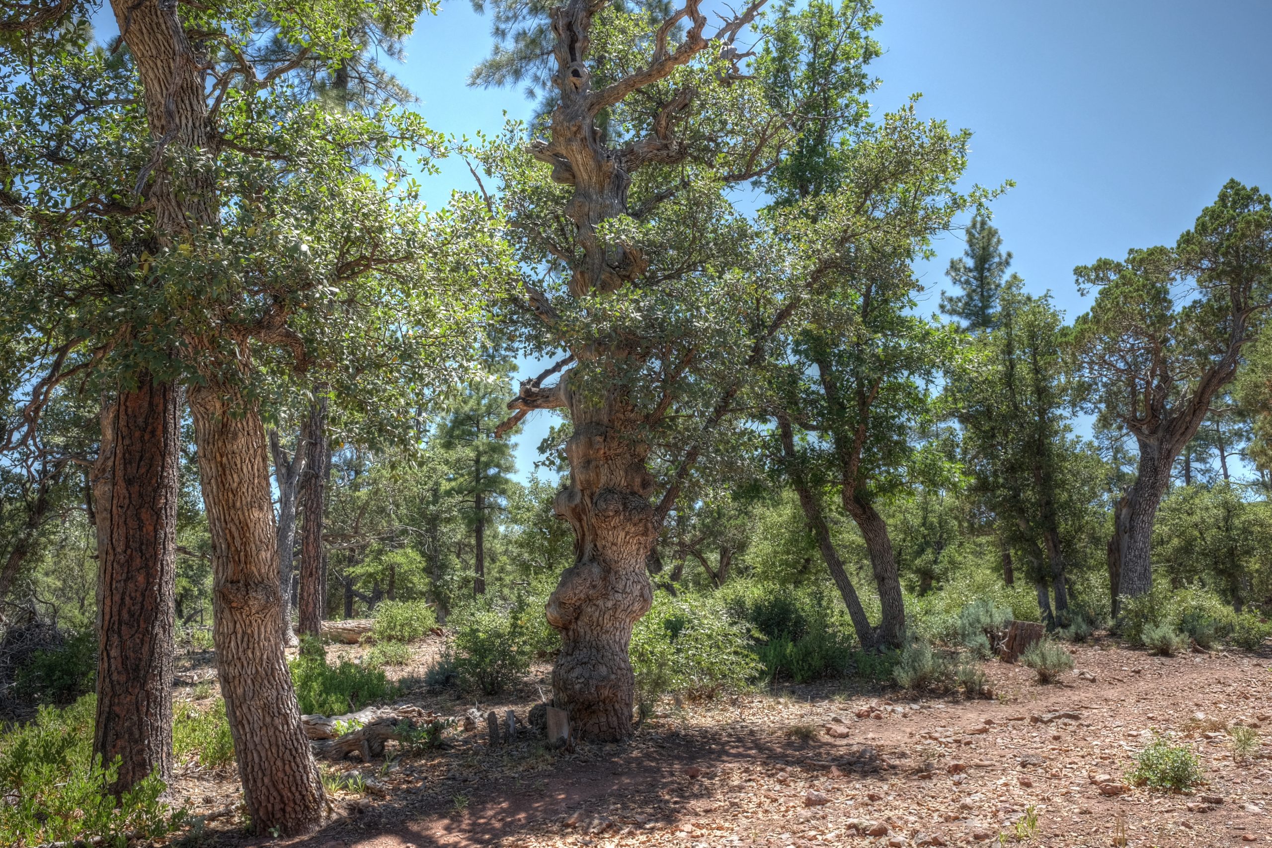 AZ Trail near Pine