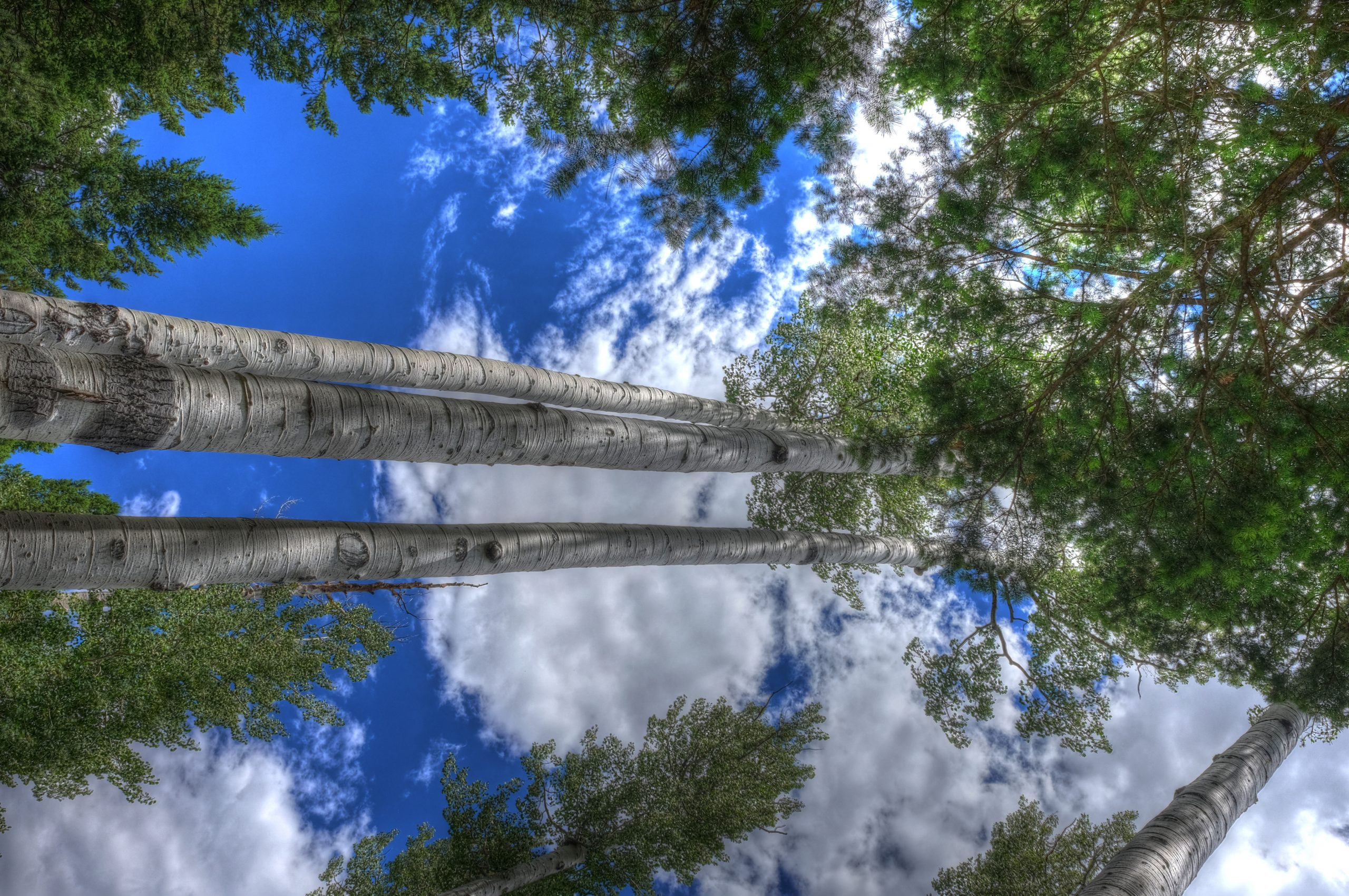 BearJaw Trail