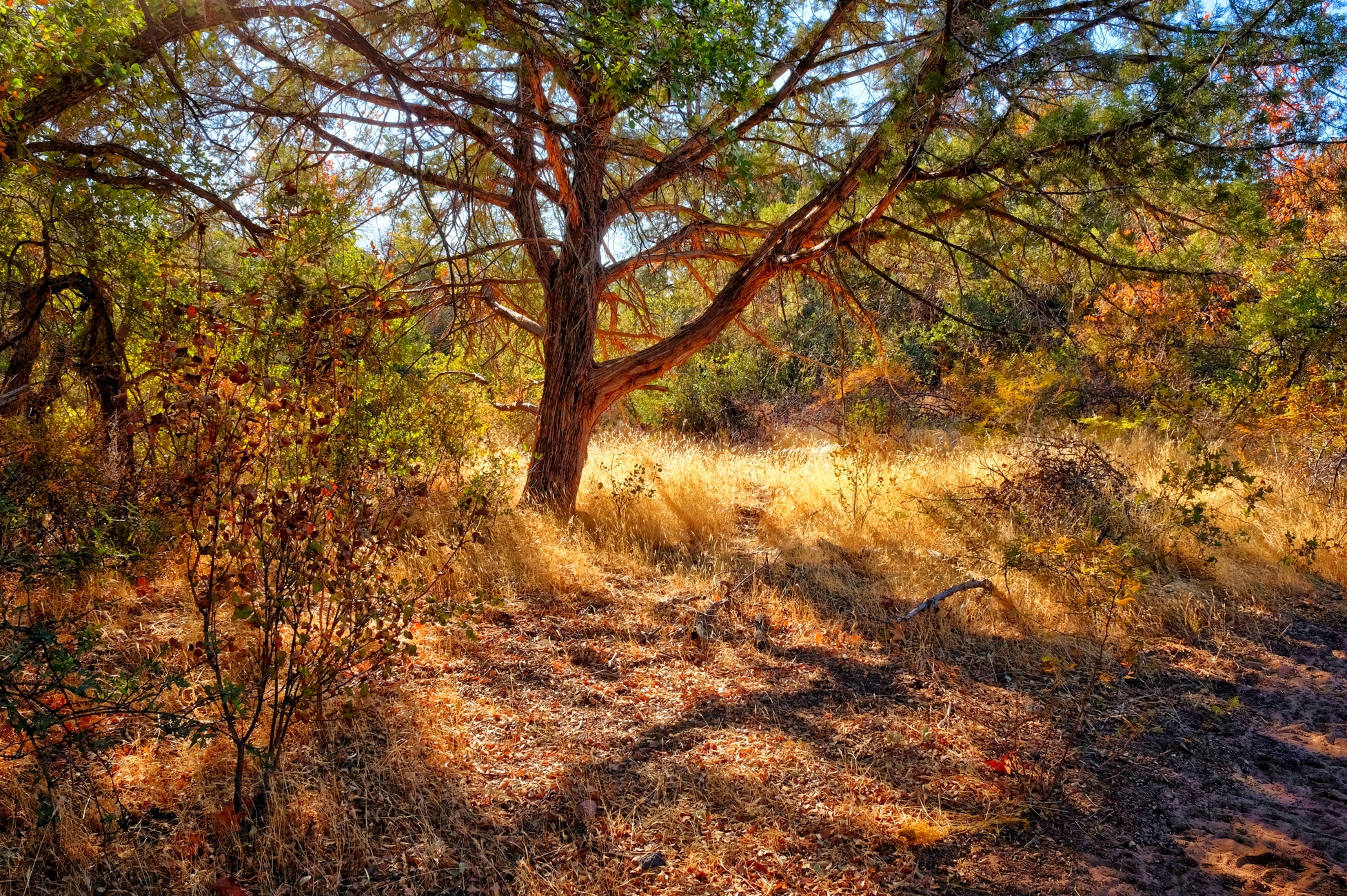 Woods Canyon