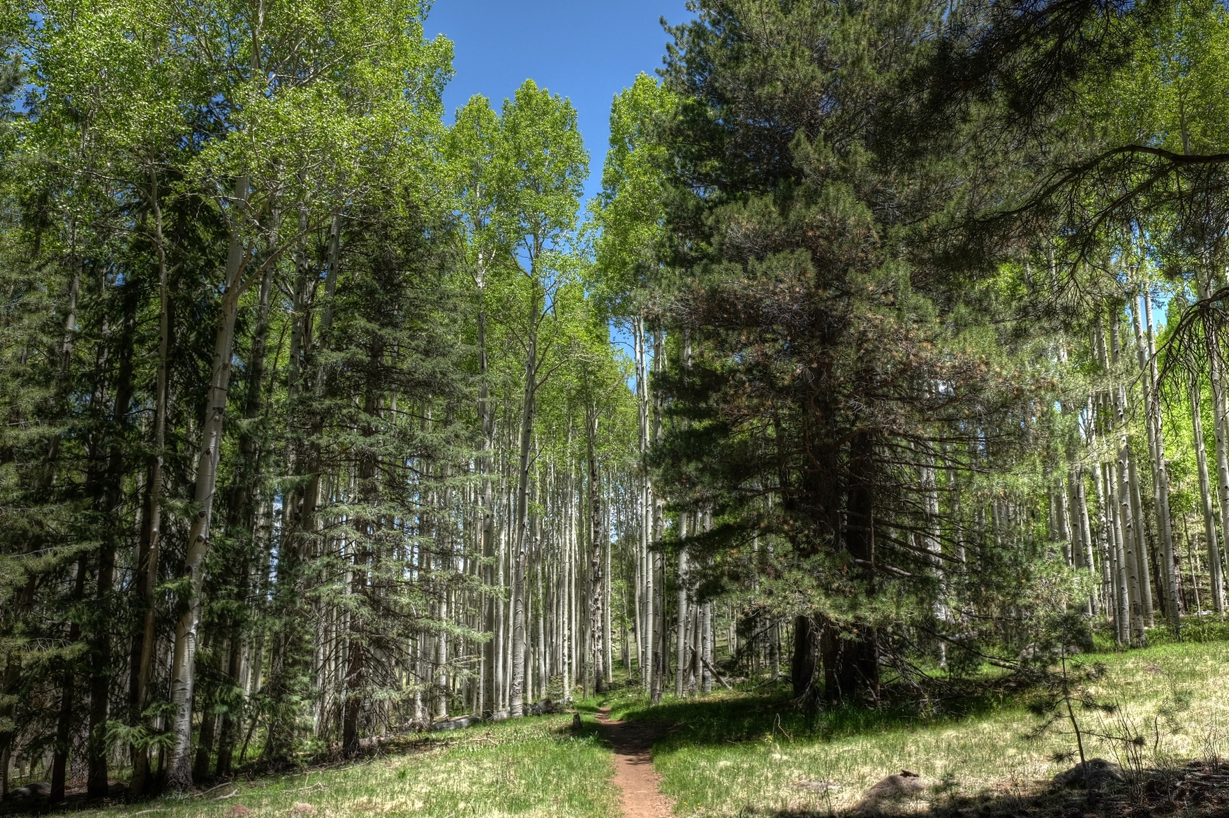 Arizona Trail west of Snowbowl