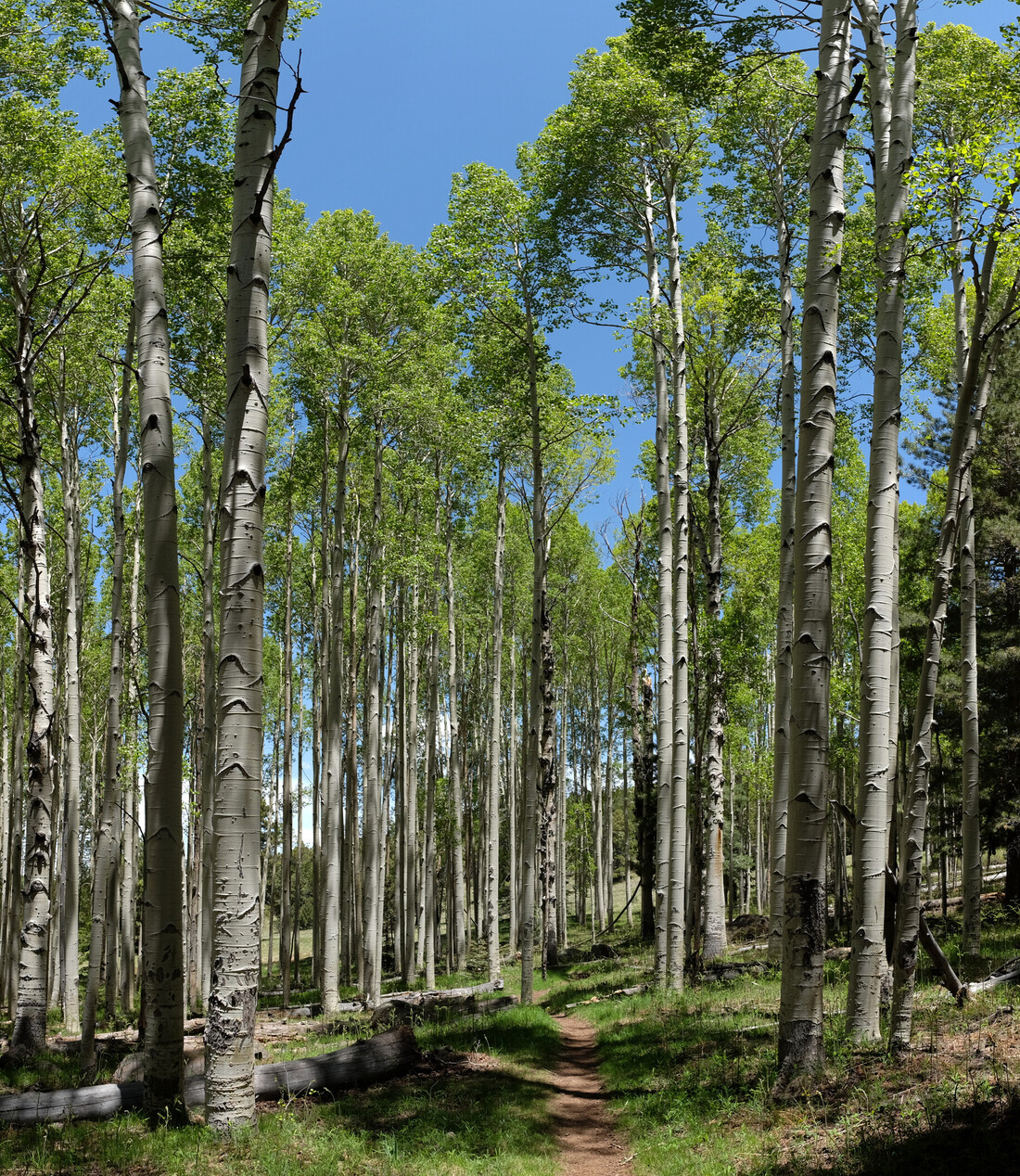 Coconino, AzTrail