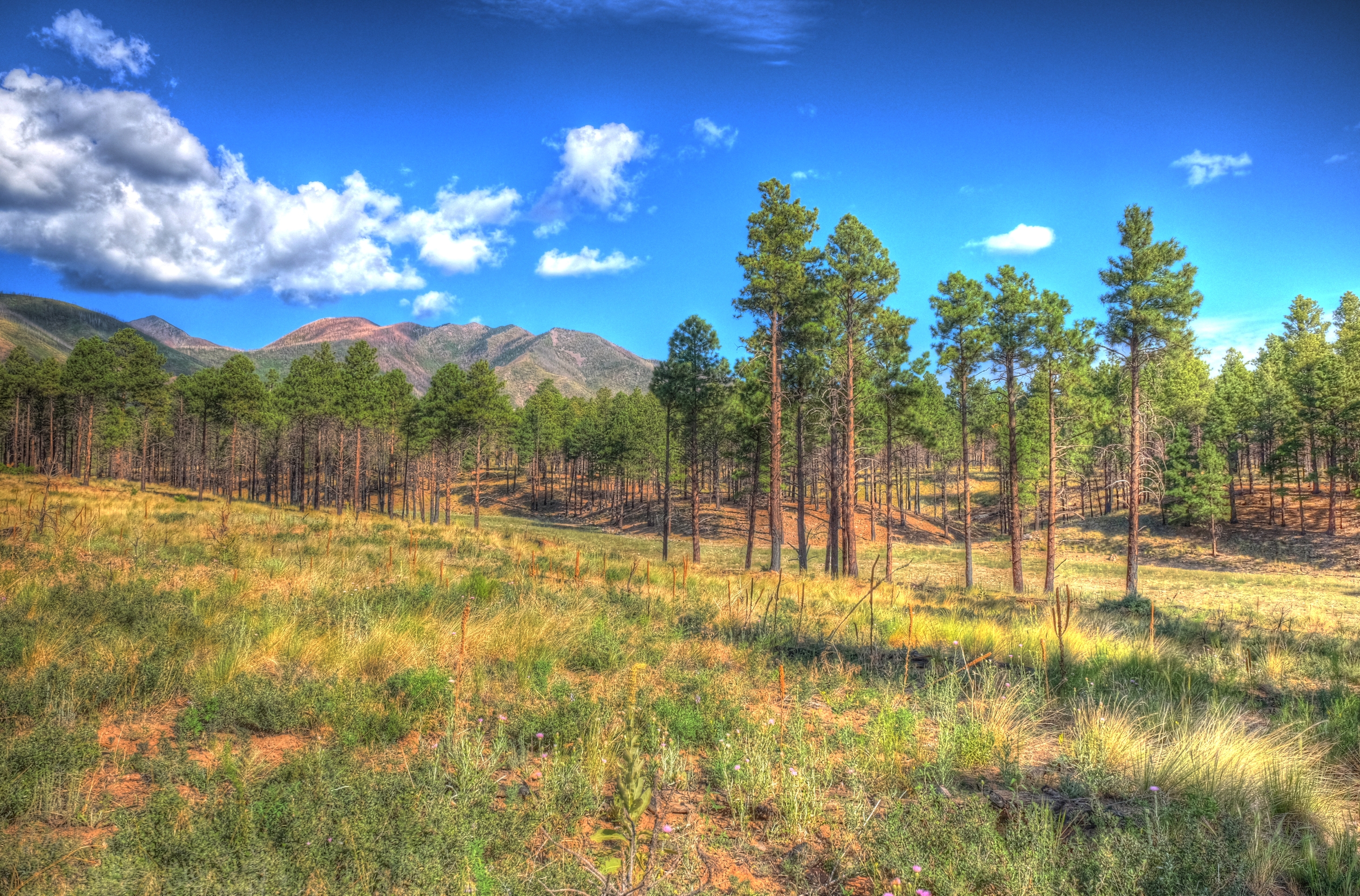 Coconino, Flagstaff