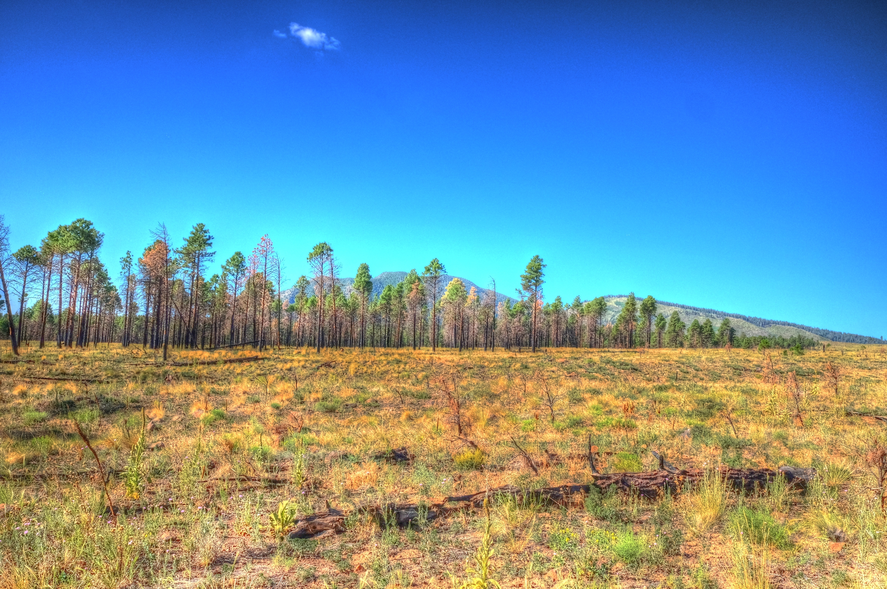 Coconino, Flagstaff