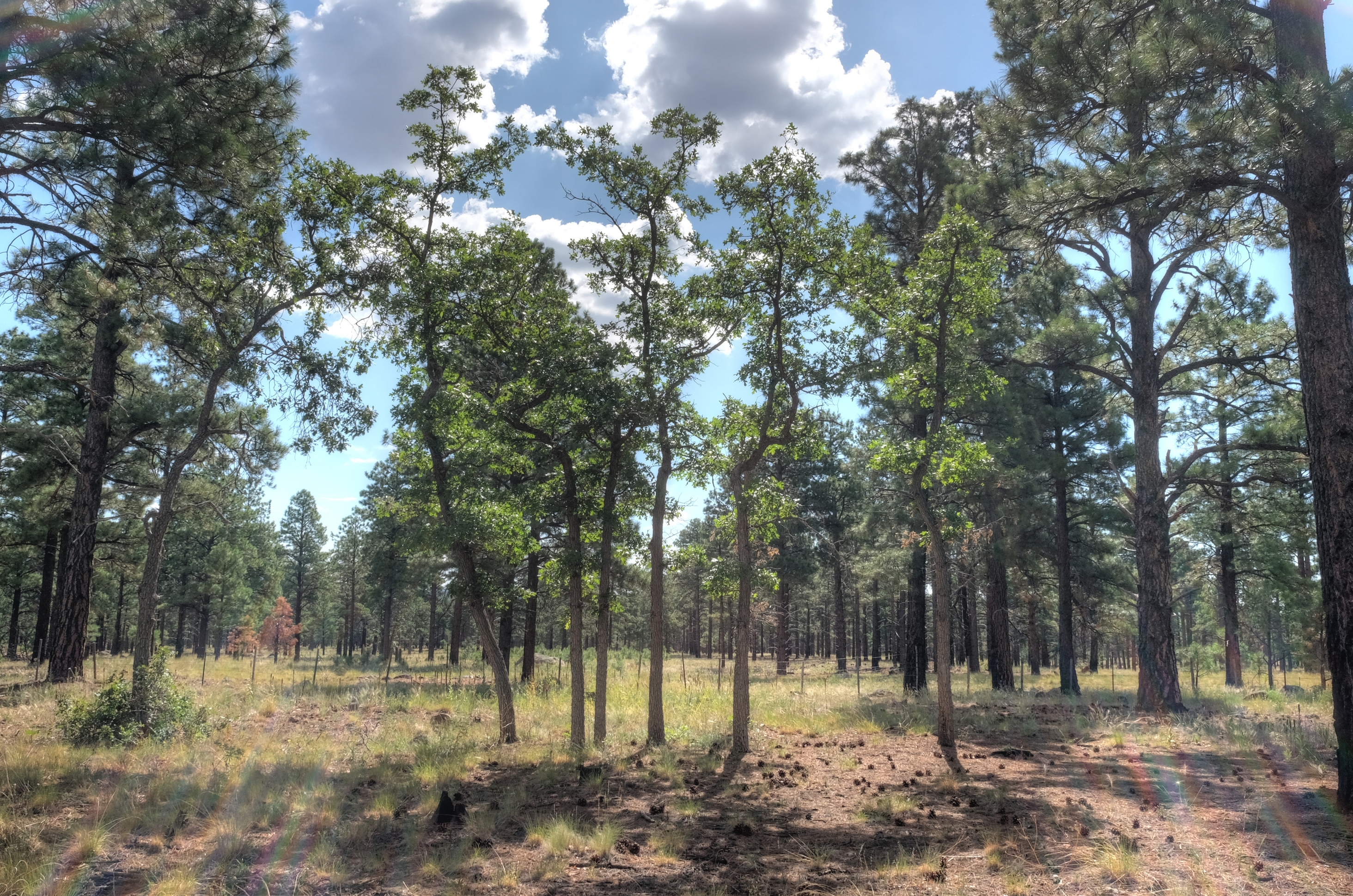 Coconino, Flagstaff