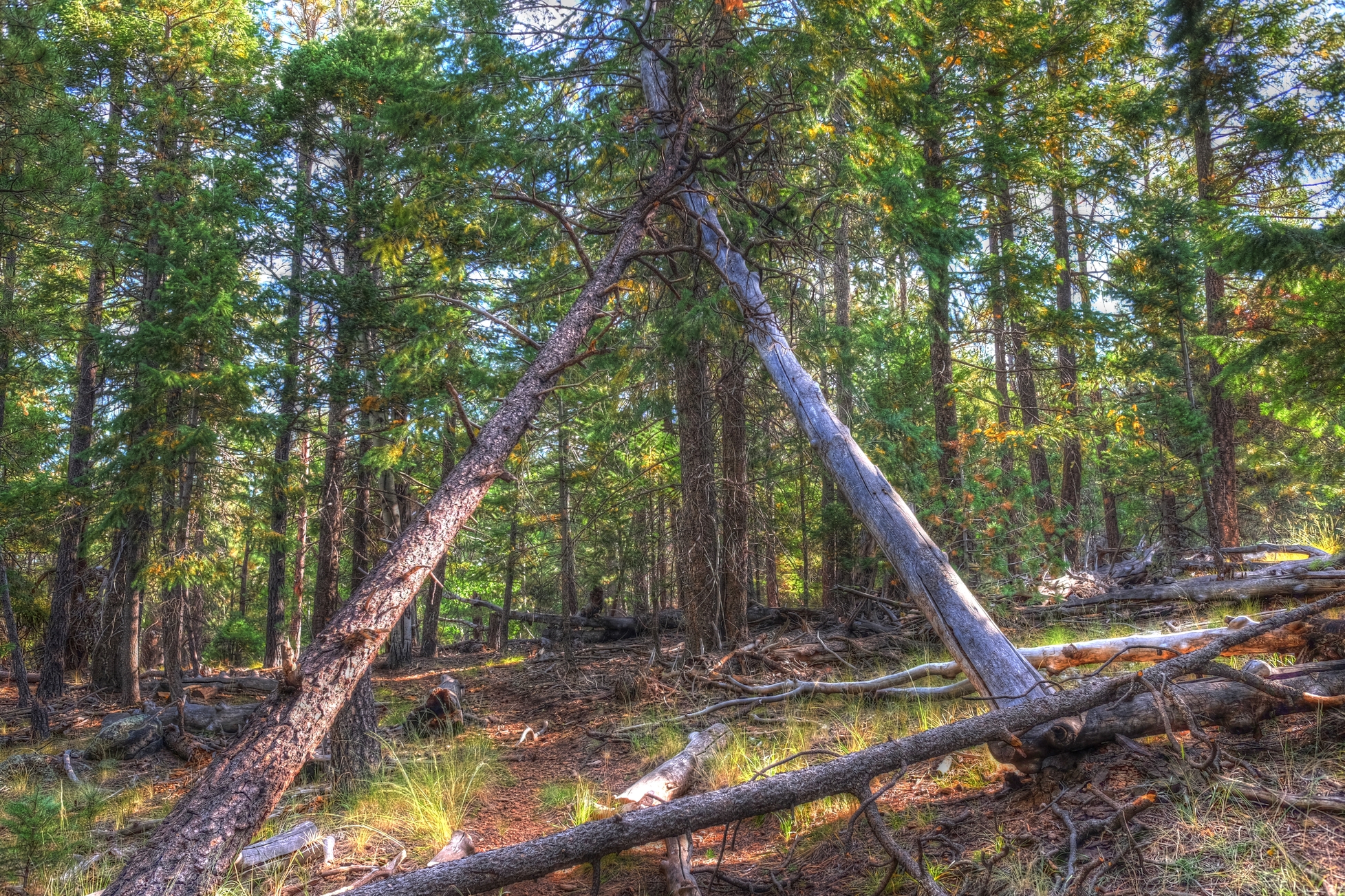 Bear Jaw Trail