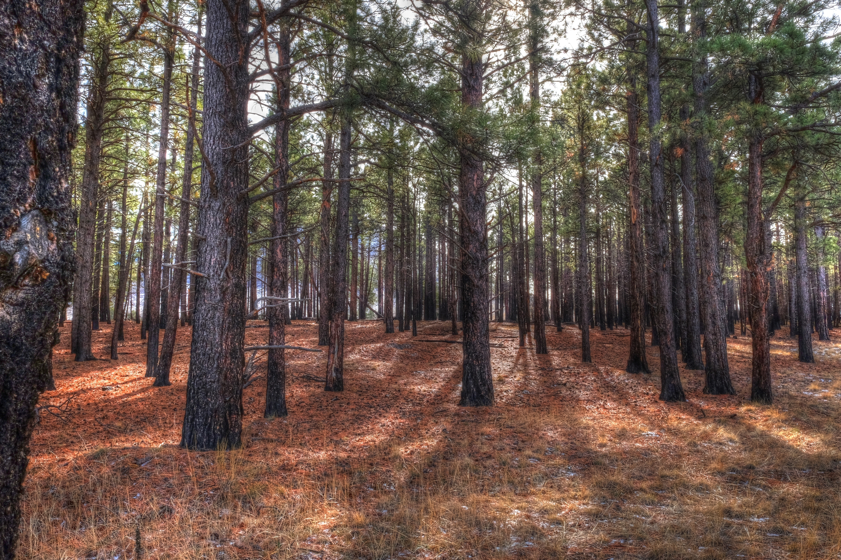 Arizona Trail Saddle Mountain South