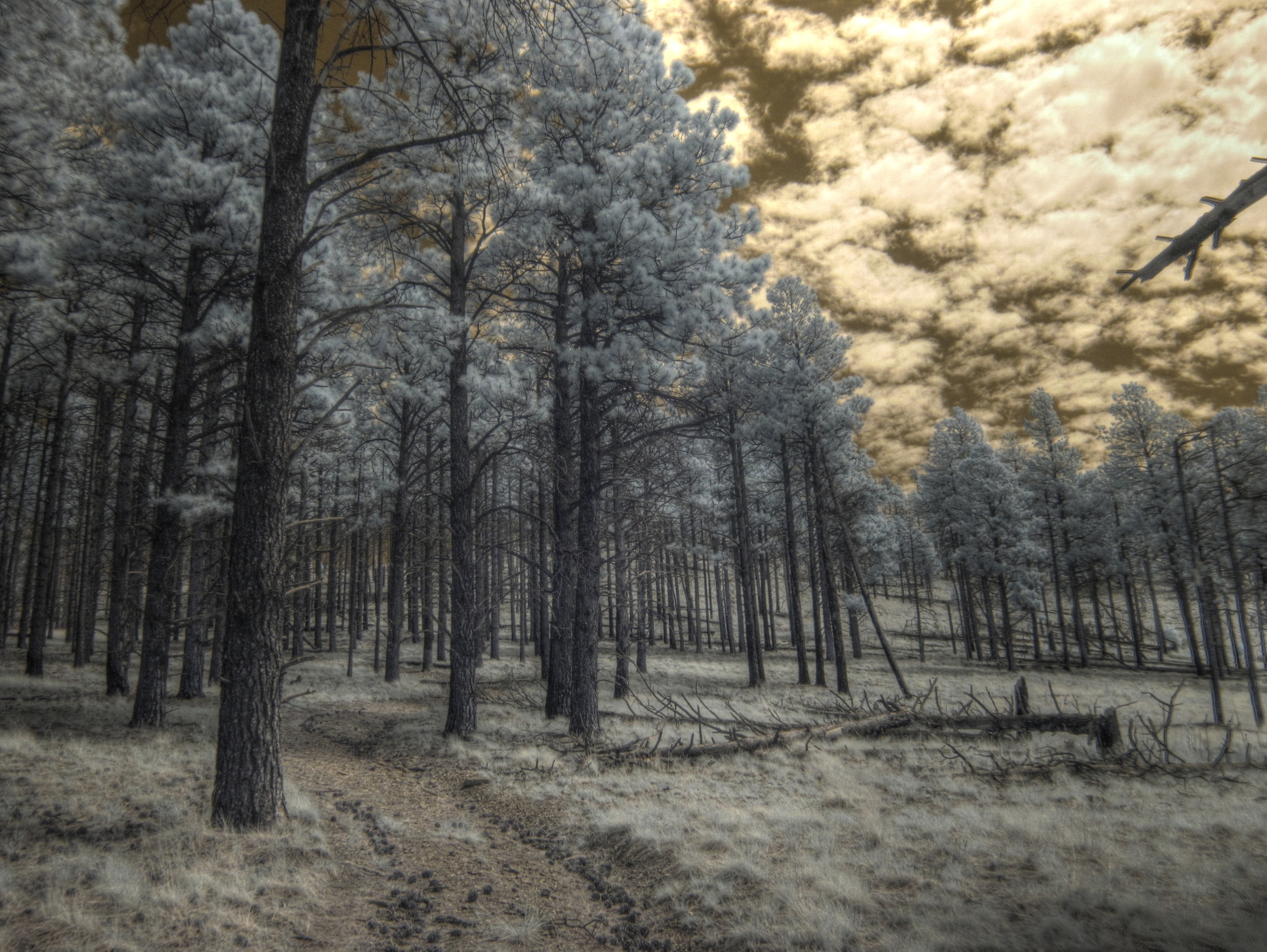 Flagstaff, San Francisco Peaks