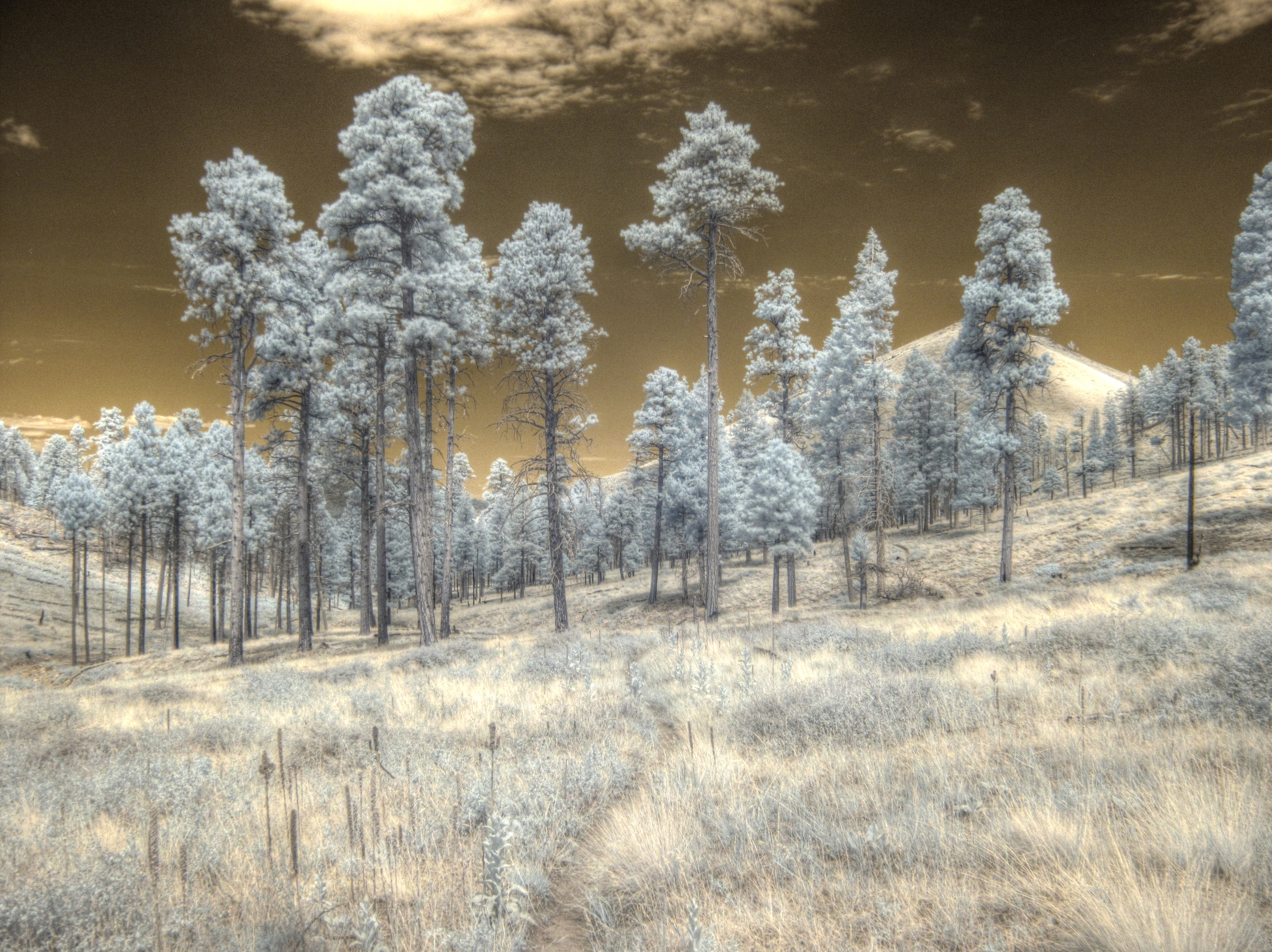 Flagstaff, San Francisco Peaks