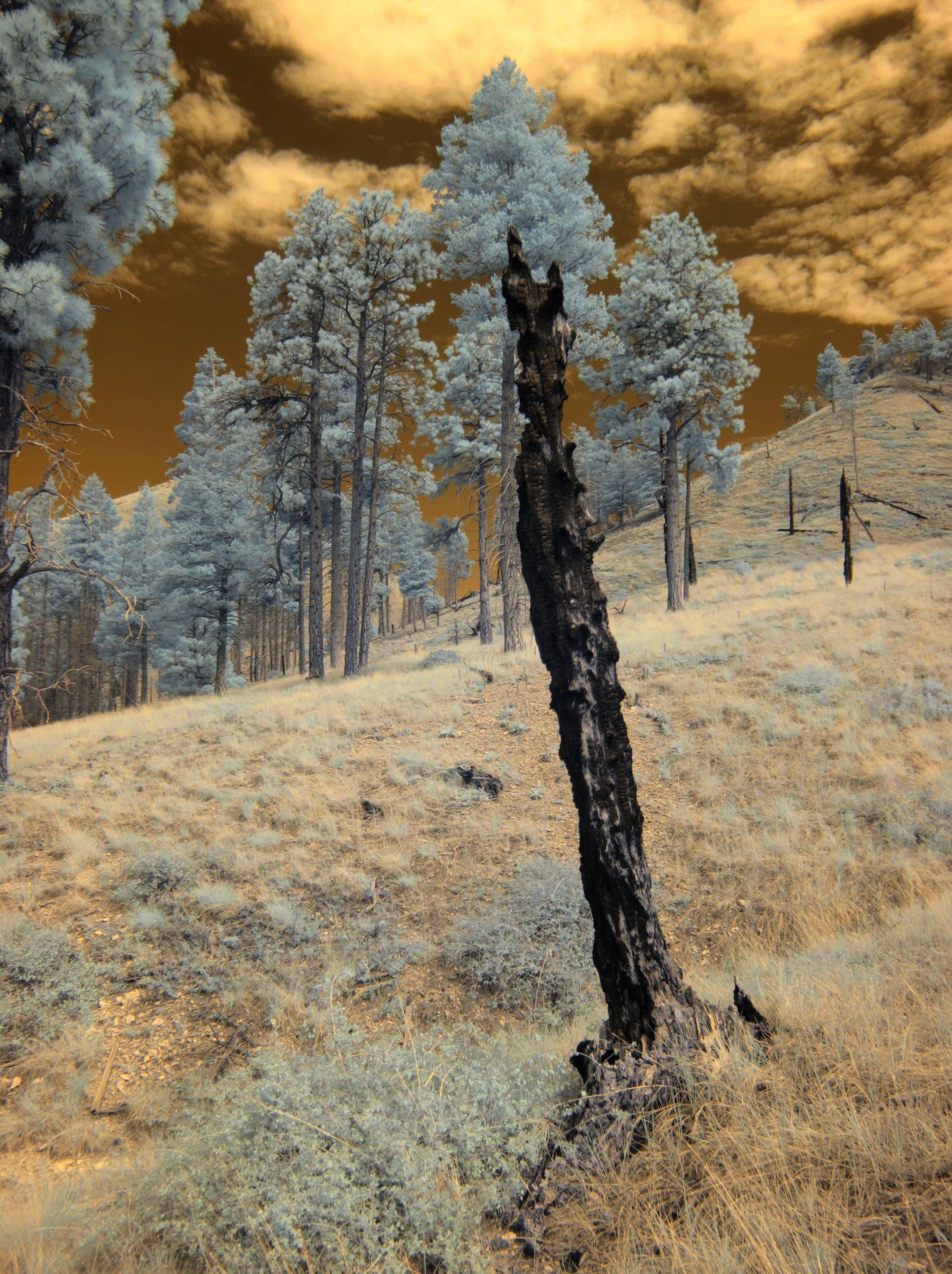 Flagstaff, San Francisco Peaks