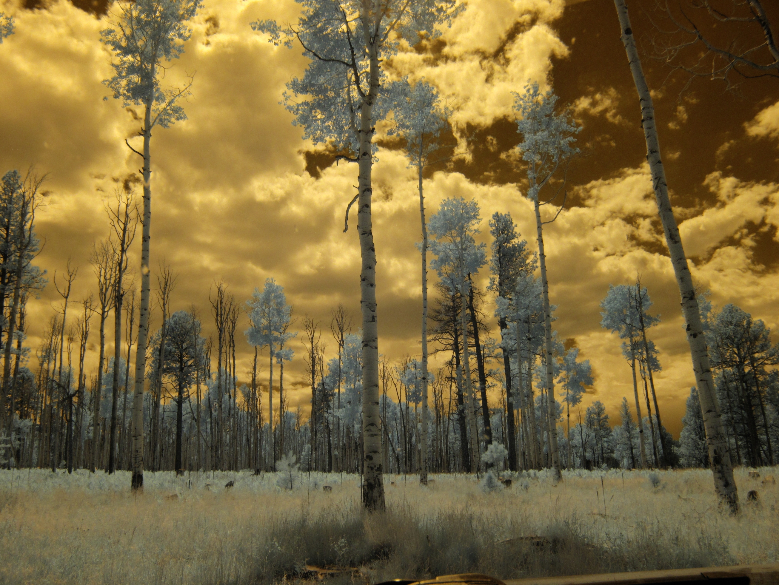 Flagstaff, San Francisco Peaks