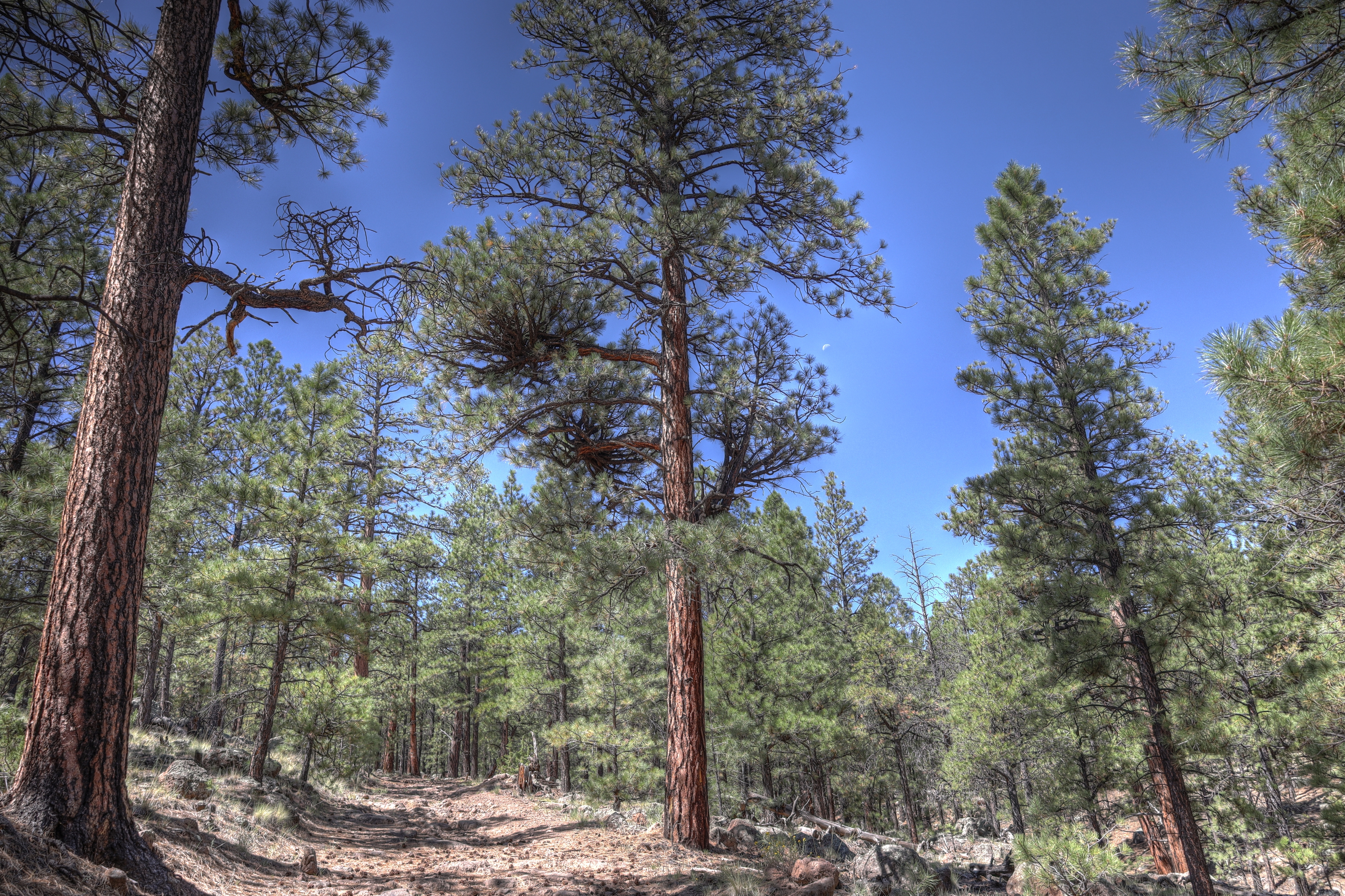 Flagstaff