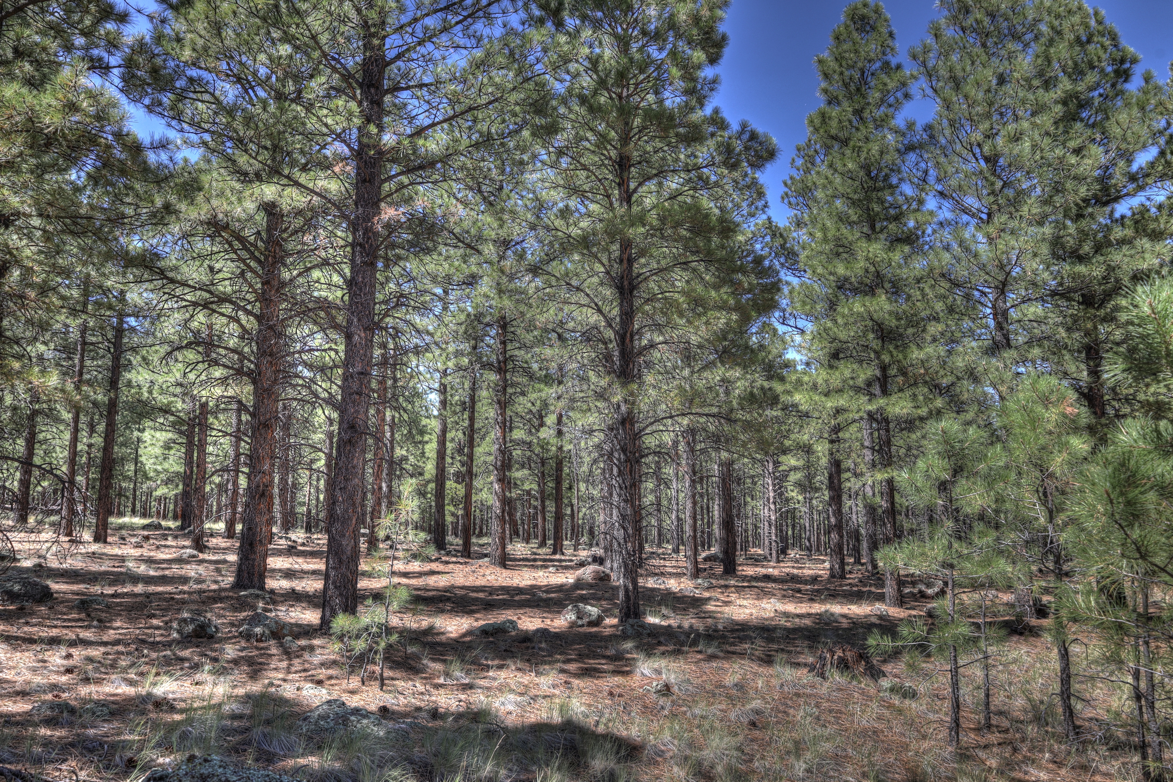 Flagstaff