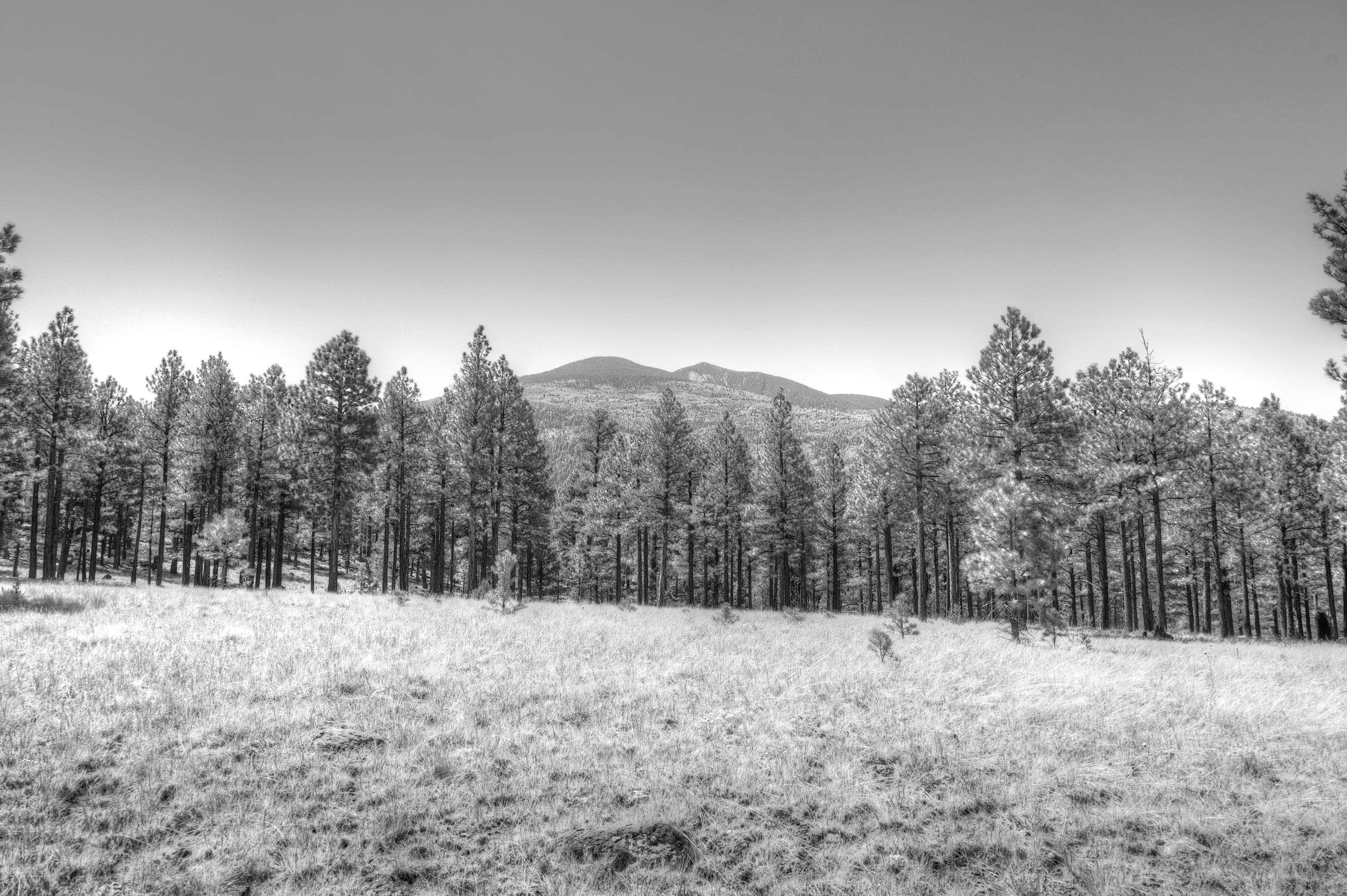 Flagstaff
