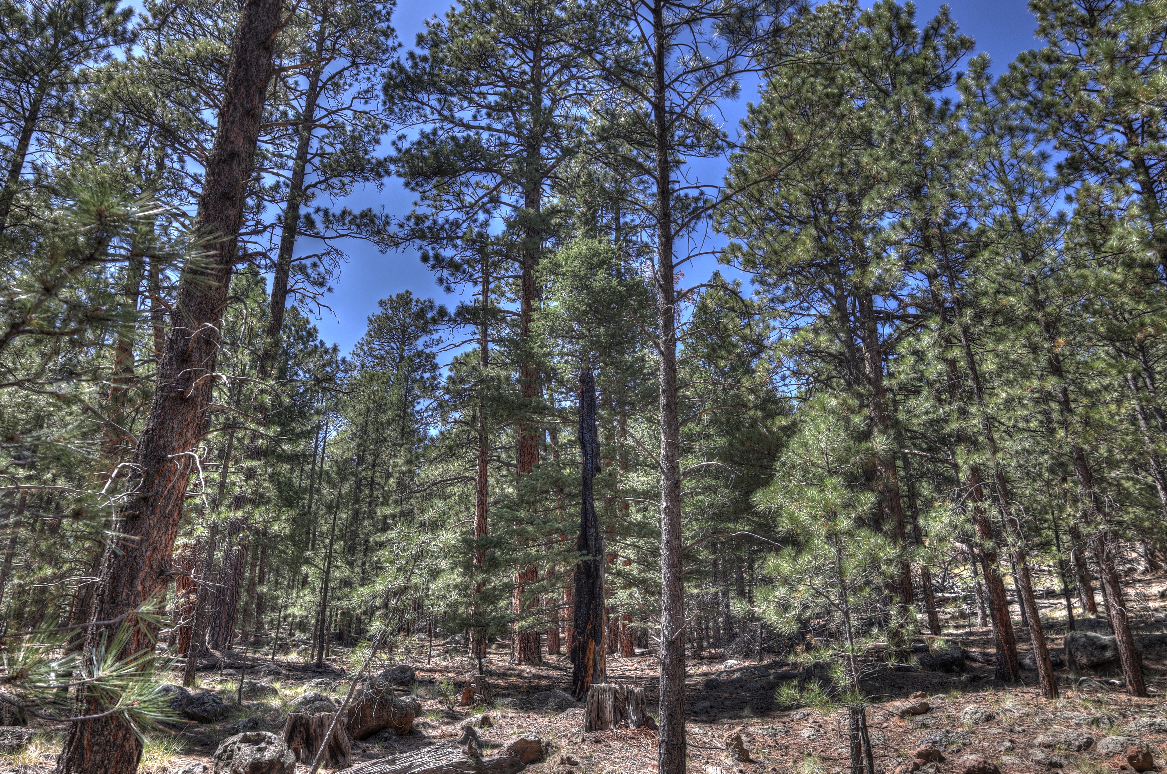 Flagstaff