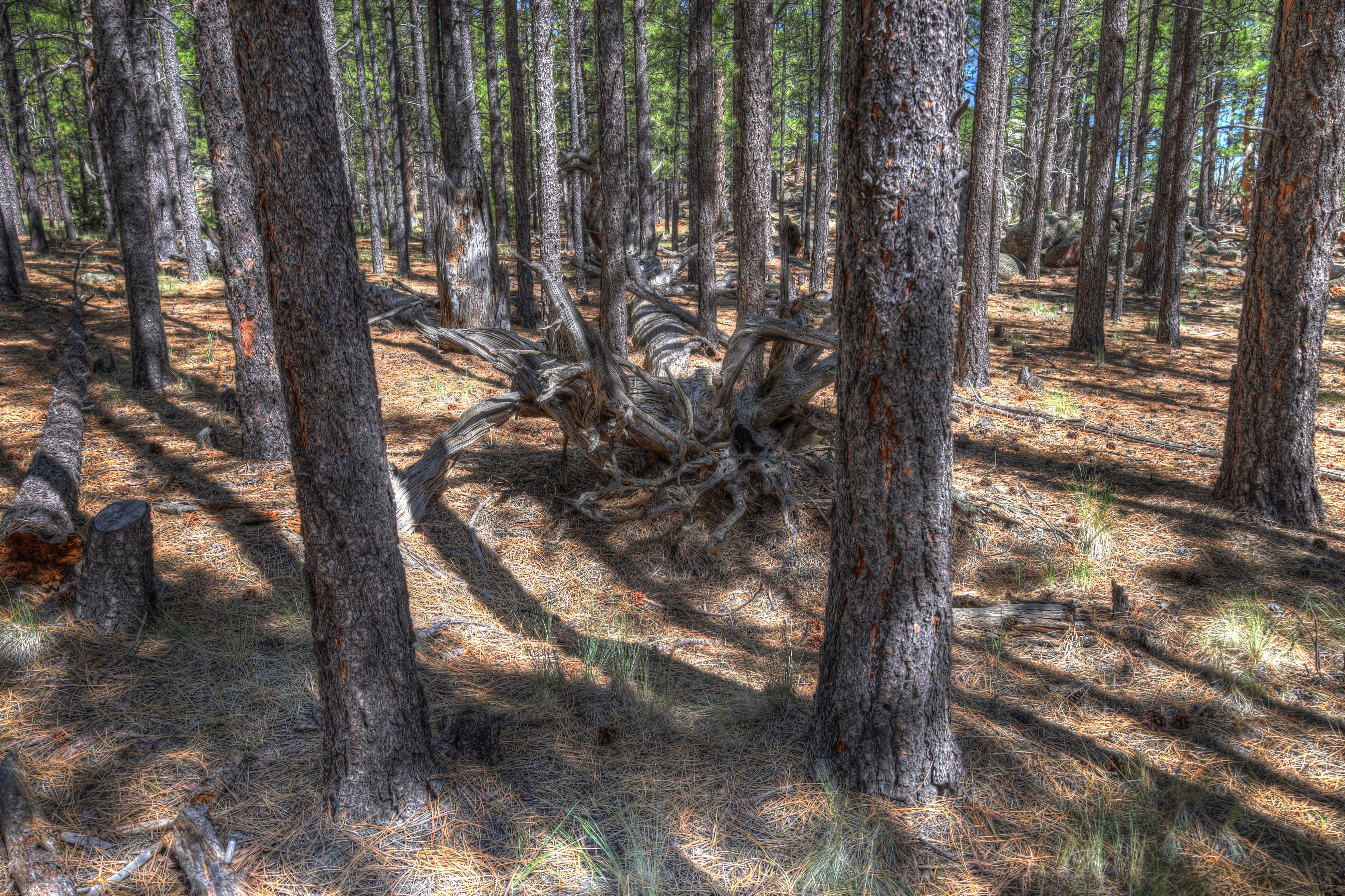 Flagstaff