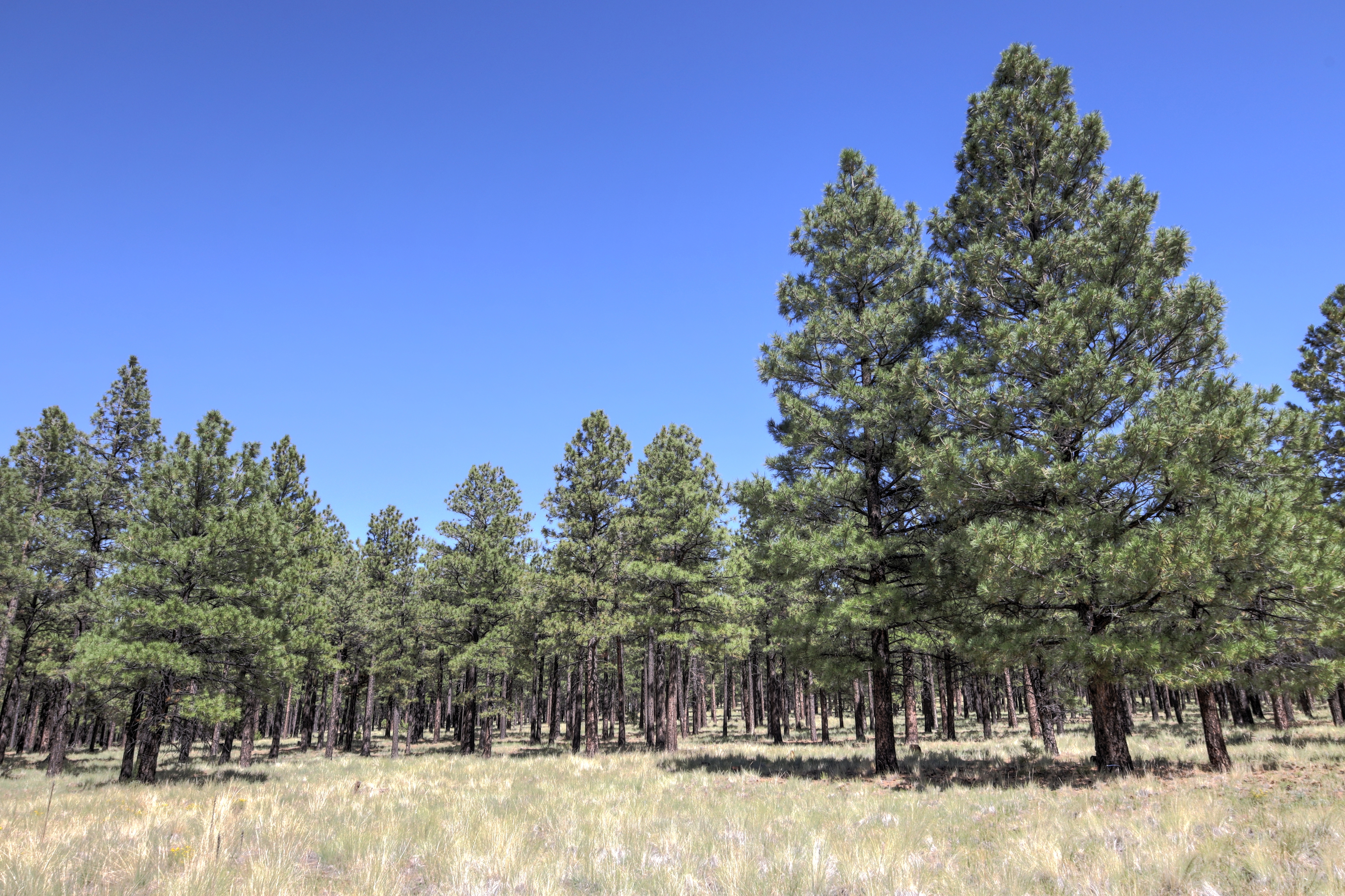 Flagstaff