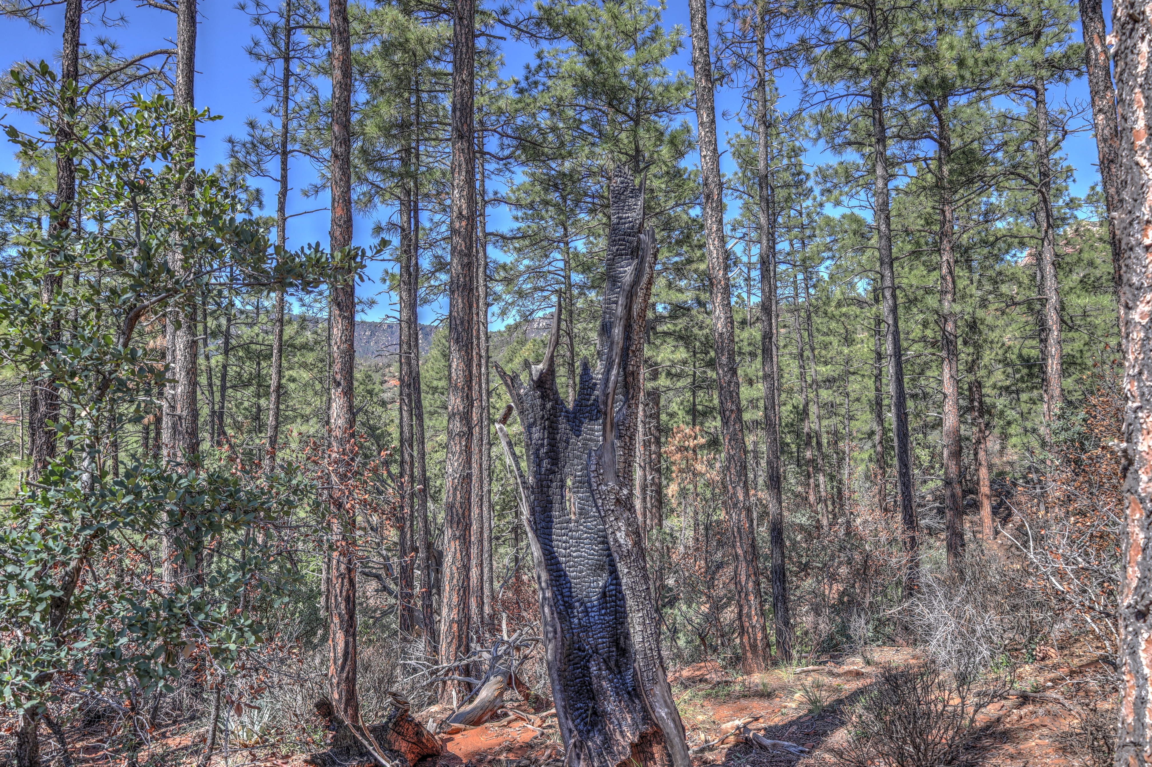 Geronimo, Az Trail