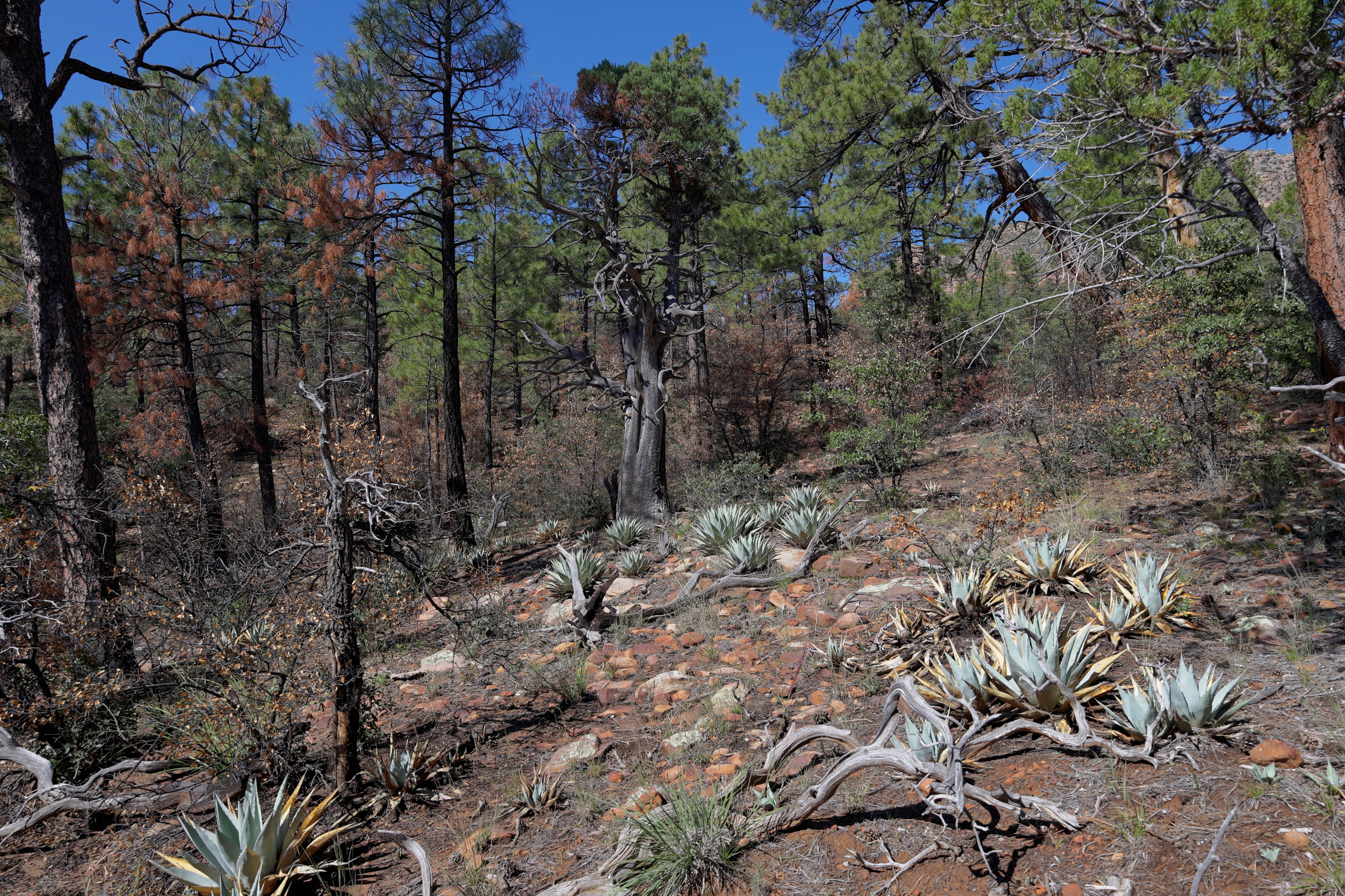 Geronimo, Az Trail