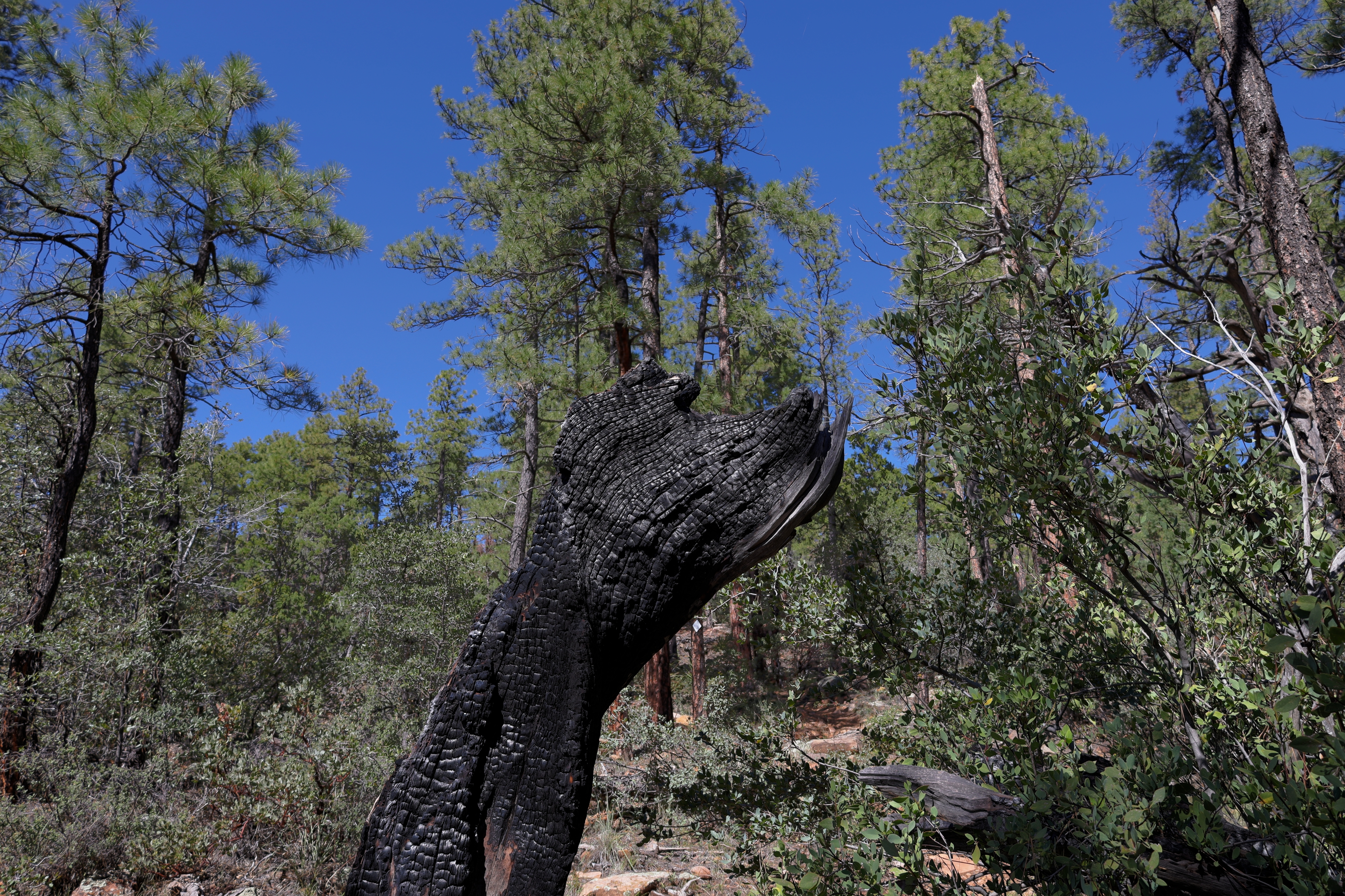 Geronimo, Az Trail